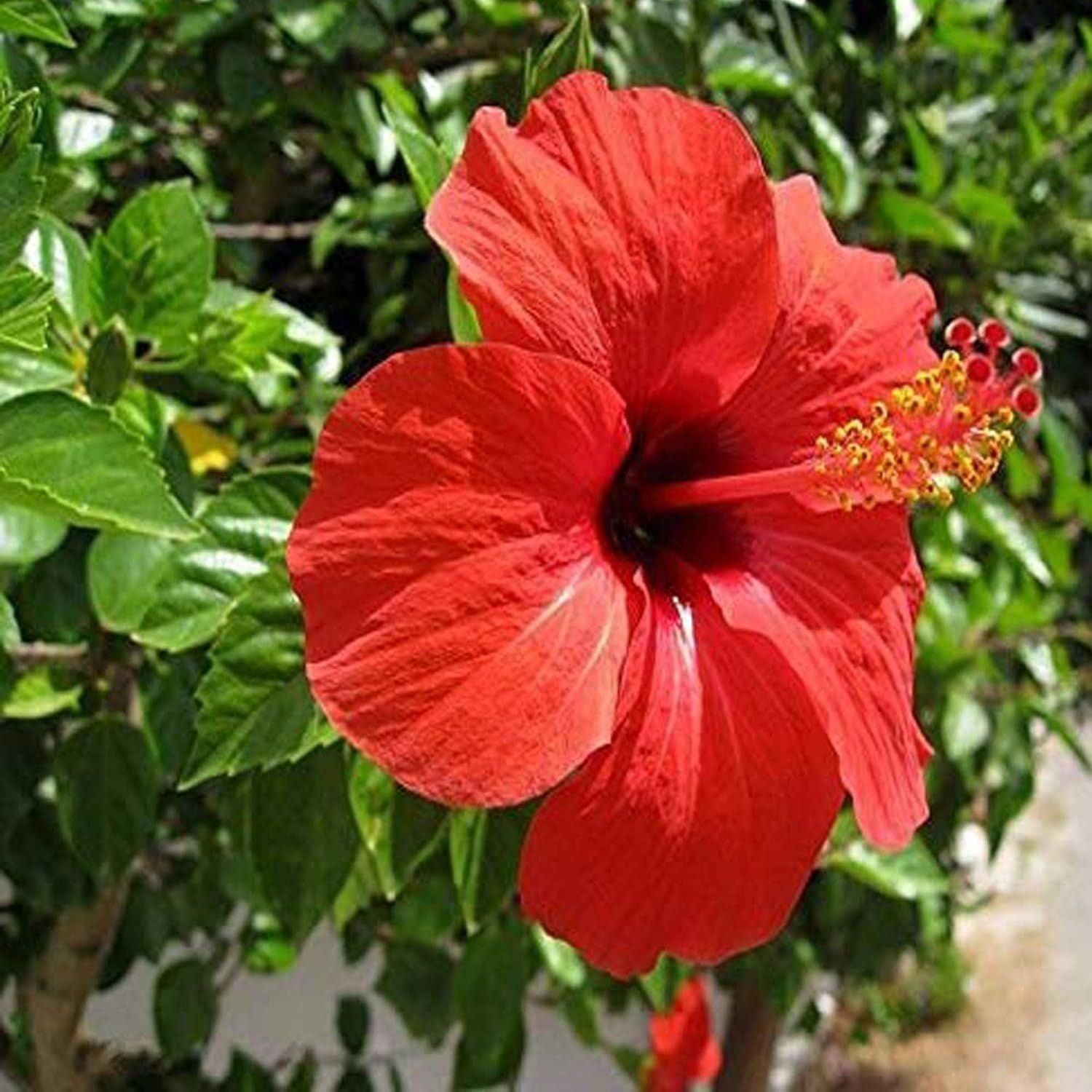 Red Colour Desi Puja Hibiscus Joba Gudhal Flower Plant (1-2 Feet Height)
