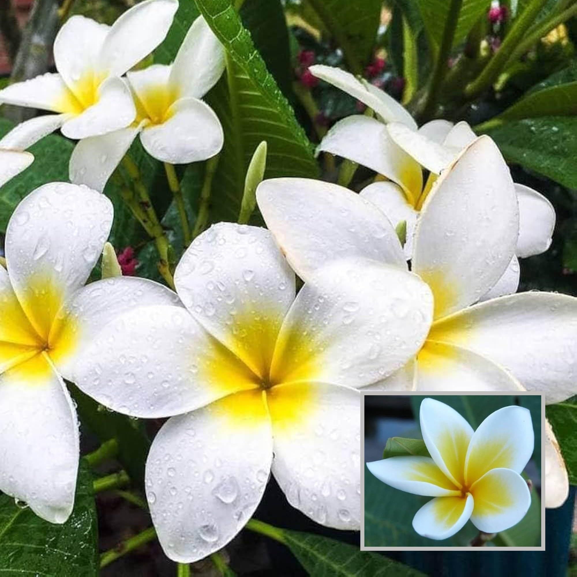 White Colour Kat Chapa Champa Plumeria Flower Plant (1-2 Feet Height)