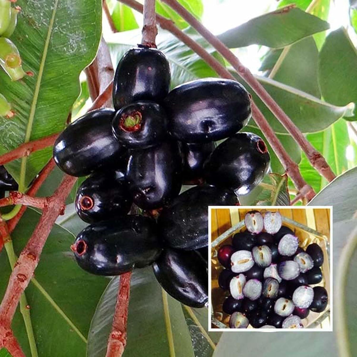 Seedless Black Jamun Jambolan Jam Grafted Fruit Plant (1.5-3 Feet Height)