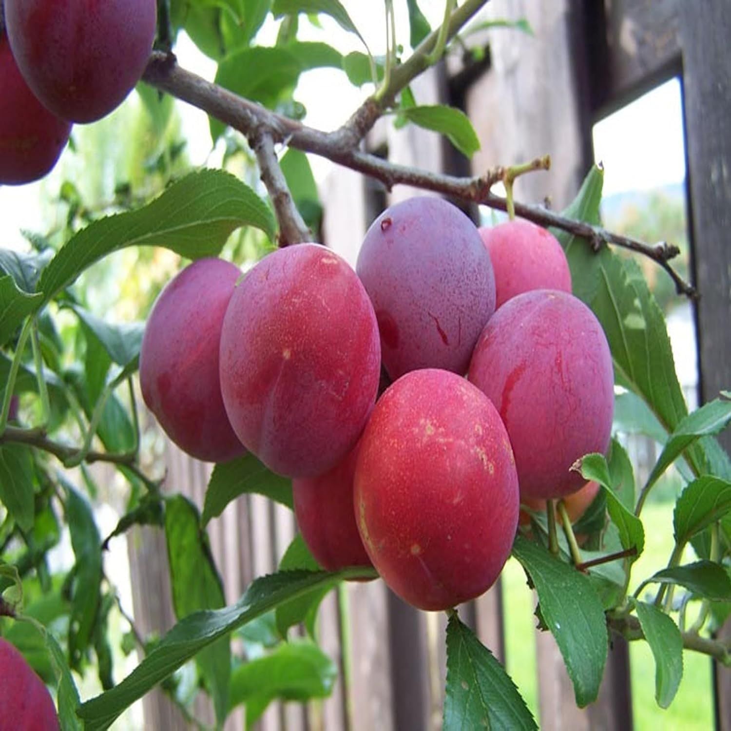 Red Plum Aloo Bukhara Layering/Grafted Fruit Plant (1.5-3 Feet Height)