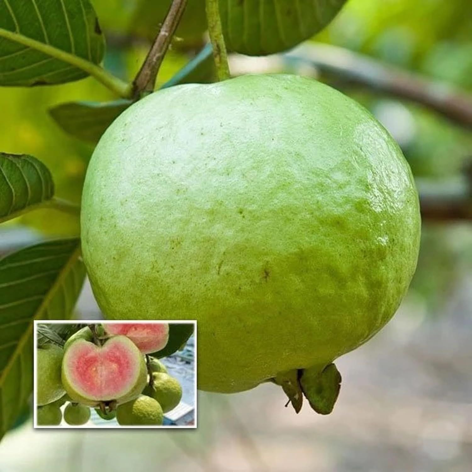 Madhuri Guava Amrood Layering/Grafted Fruit Plant (1.5-3 Feet Height)