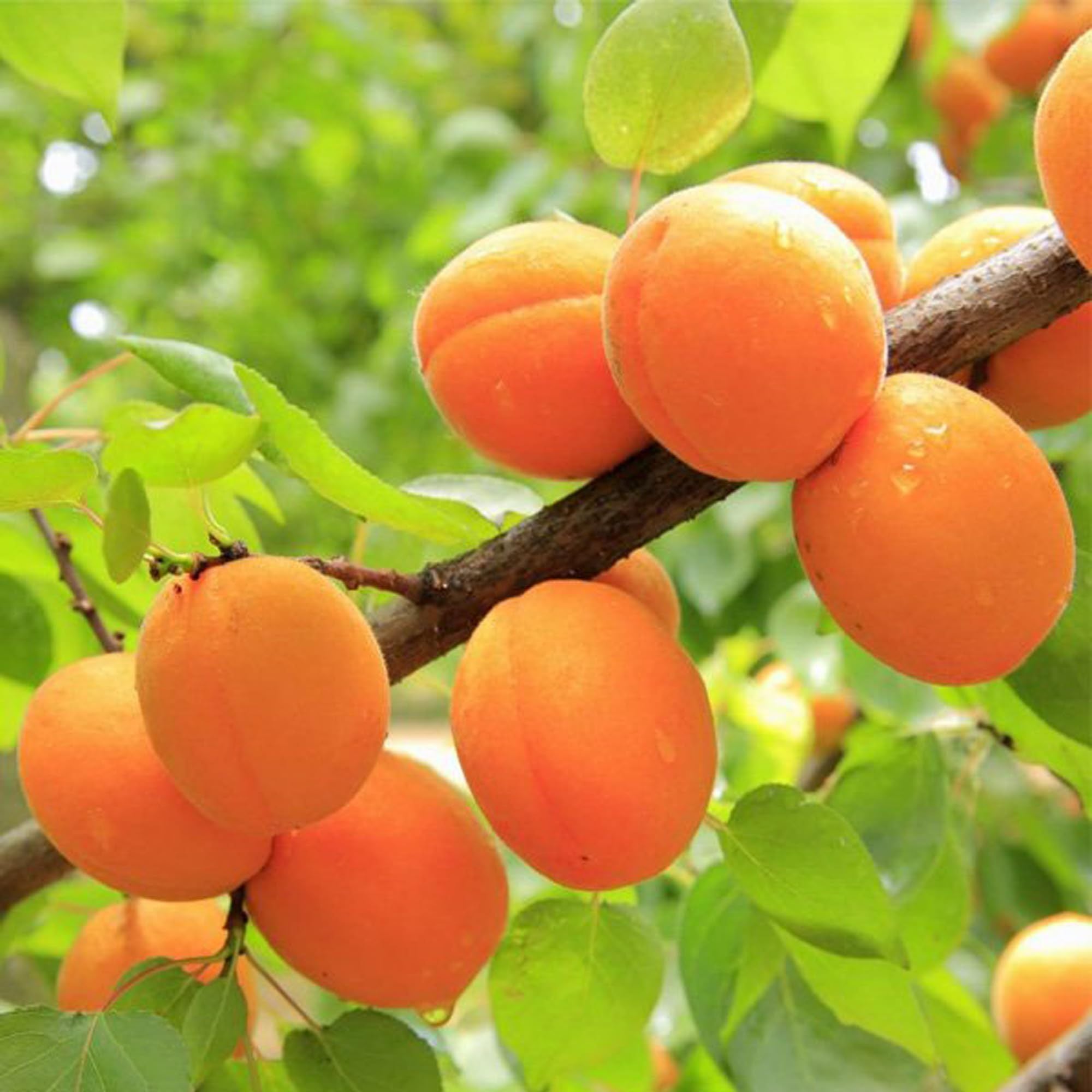 Apricot Layering/Grafted Fruit Plant (1.5-3 Feet Height)