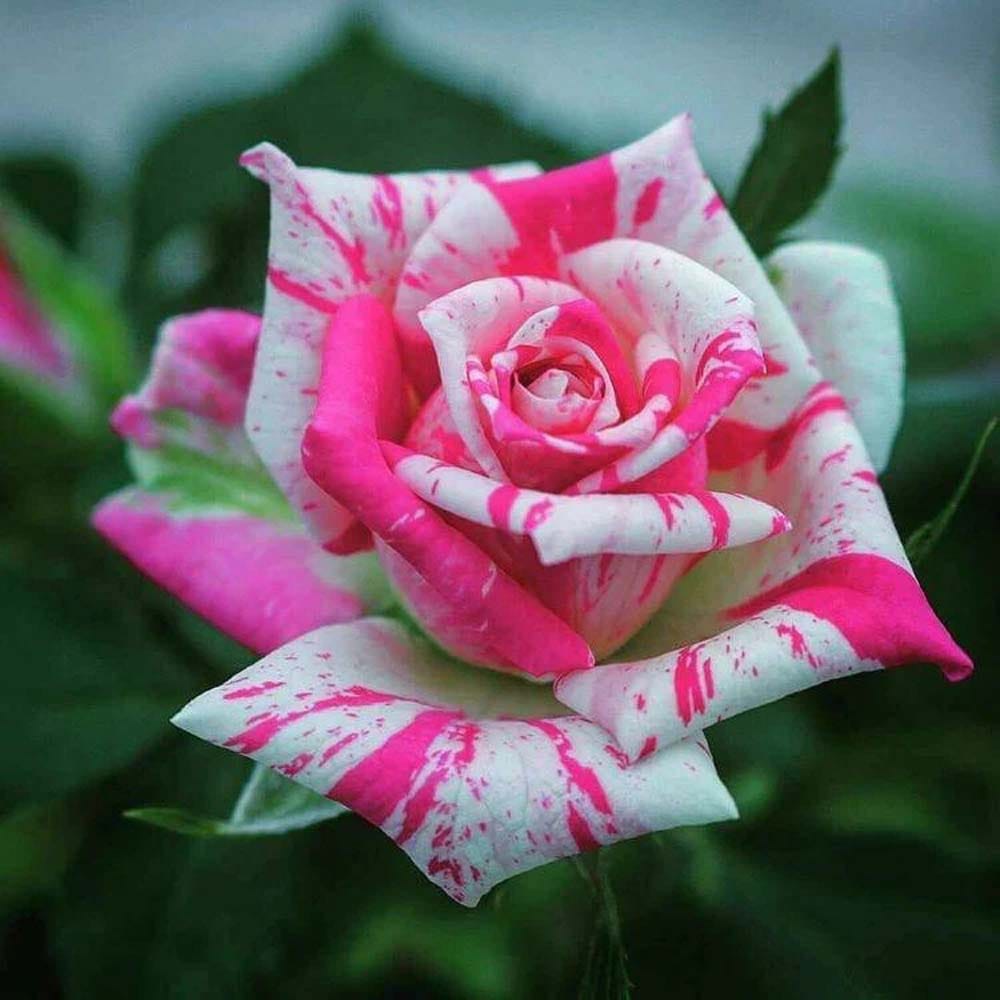 Bi-Color Rose Fragrant Flower Plant (1-2 Feet Height)