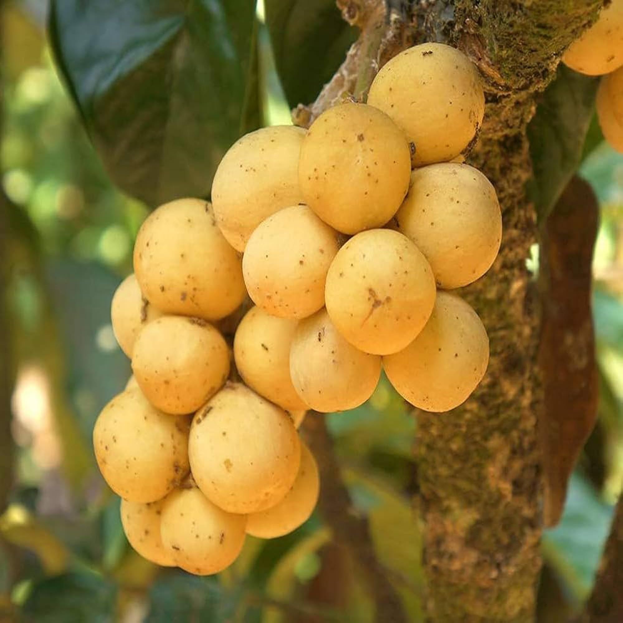 Lotkon Kafai Mooti Fruit Plant (1.5-3 Feet Height)