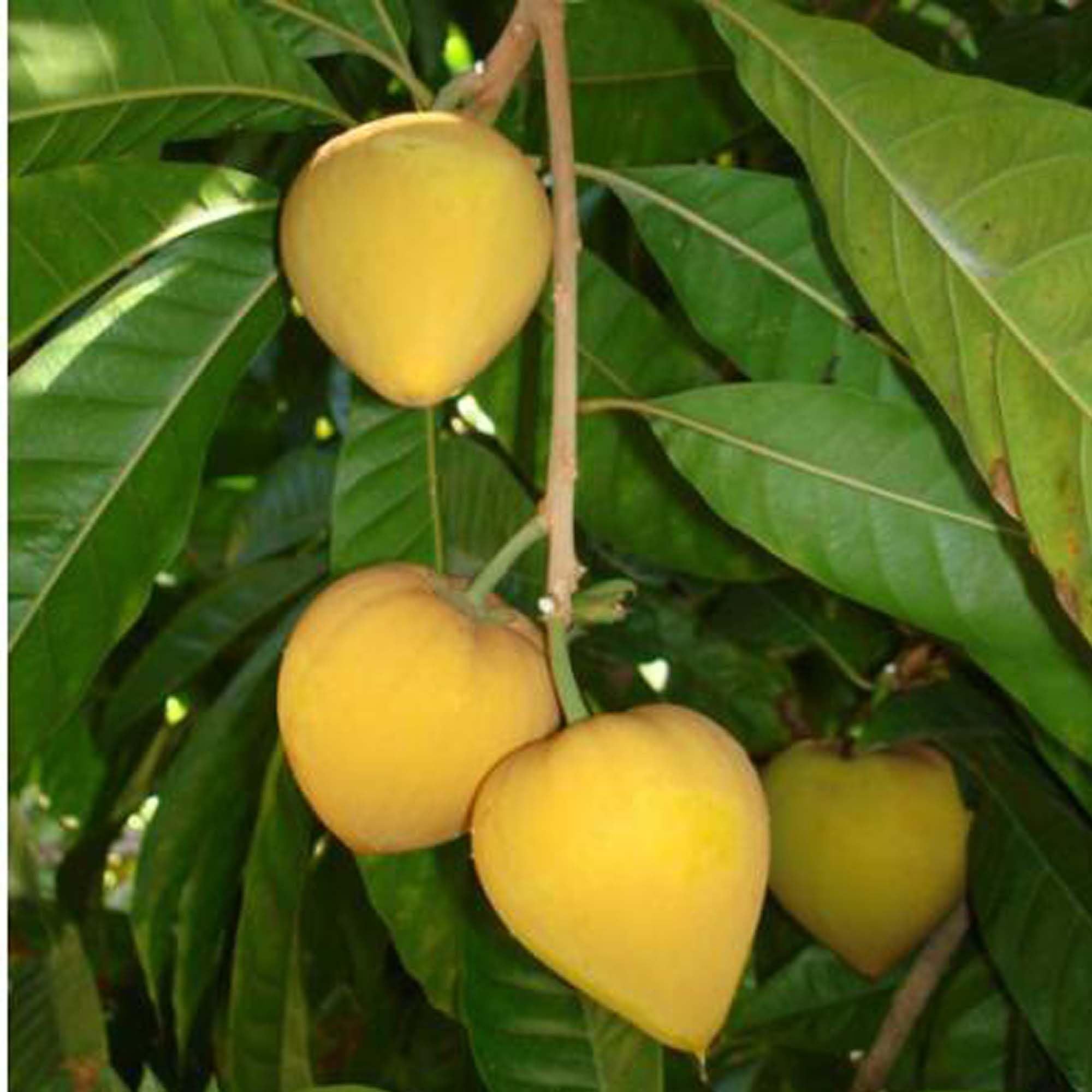 Egg Fruit Plant Pouteria campechiana  (1.5-3 Feet Height)