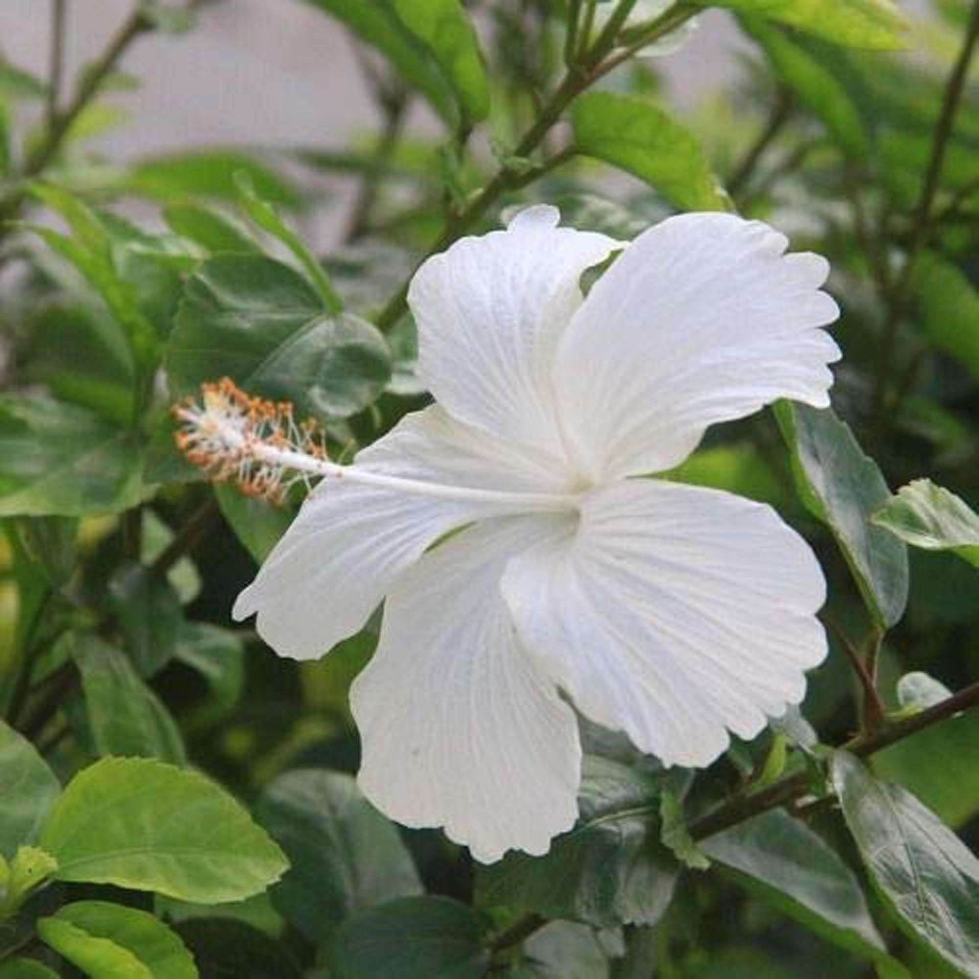 White Colour Hibiscus Joba Gudhal Flower Plant (1-2 Feet Height)