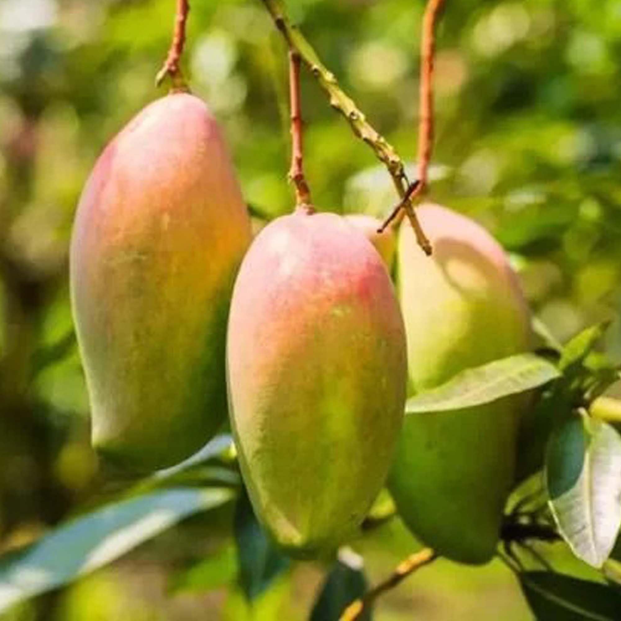 Red Rose Gulab Khas Madrazi Golapkhas Mango Aam Grafted Fruit Plant (1.5-3 Feet Height)