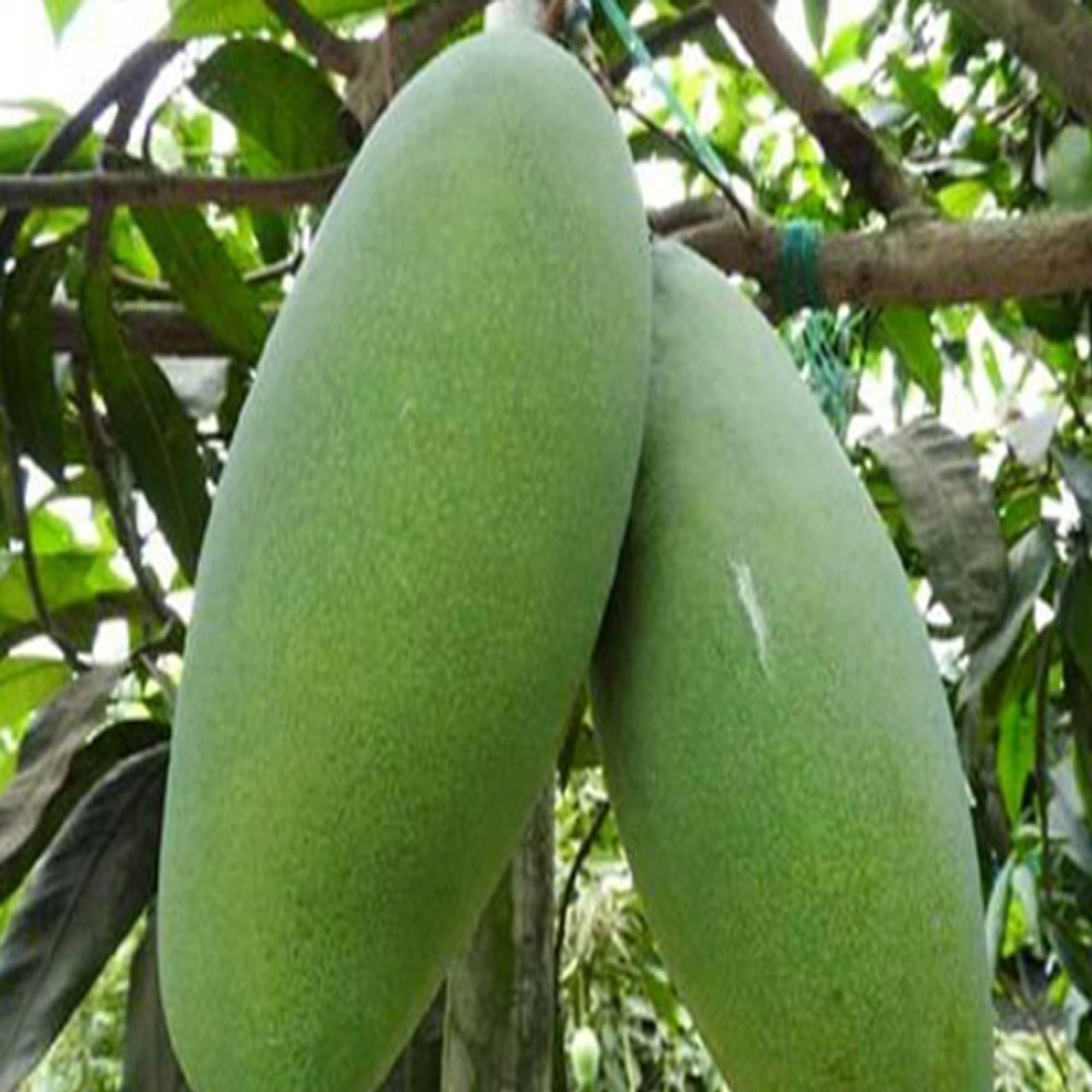 Malda Fazli Mango Aam Grafted Fruit Plant (1.5-3 Feet Height)