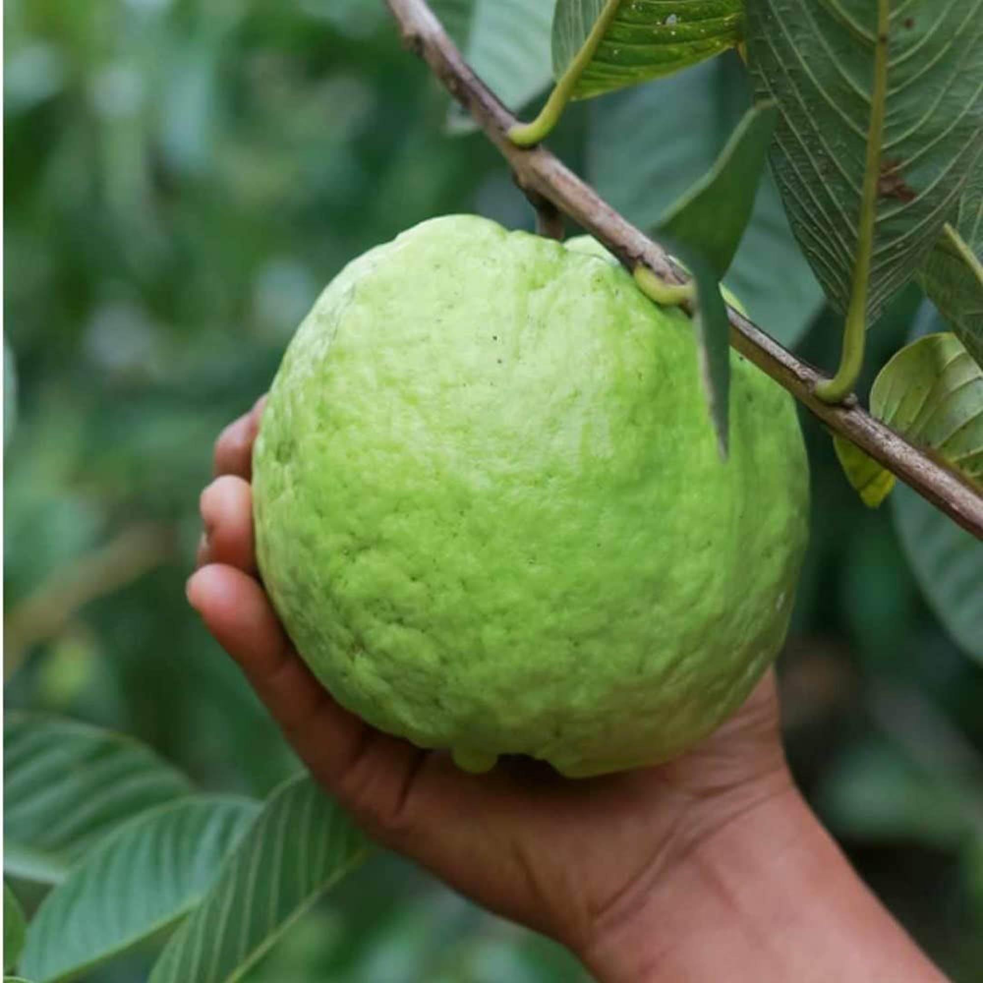KG Big Size Guava Amrood Layering/Grafted Fruit Plant (1.5-3 Feet Height)