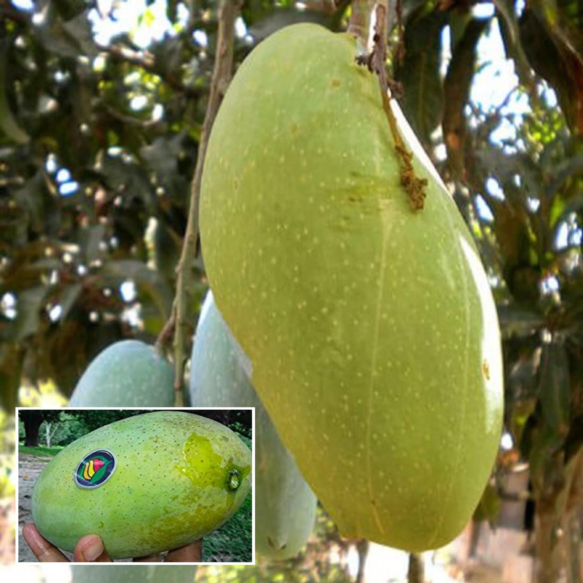 Malda Fazli Mango Aam Grafted Fruit Plant (1.5-3 Feet Height)