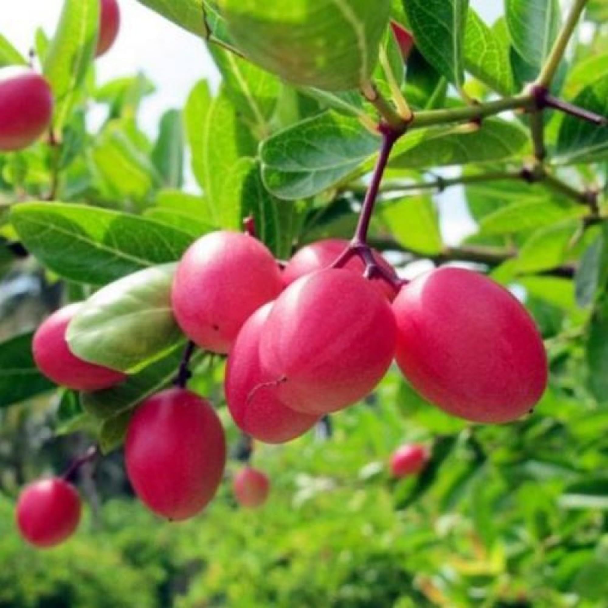Karonda Carissa Carandas Cherry Cherries Layering/Grafted Fruit Plant (1-2 Feet Height)