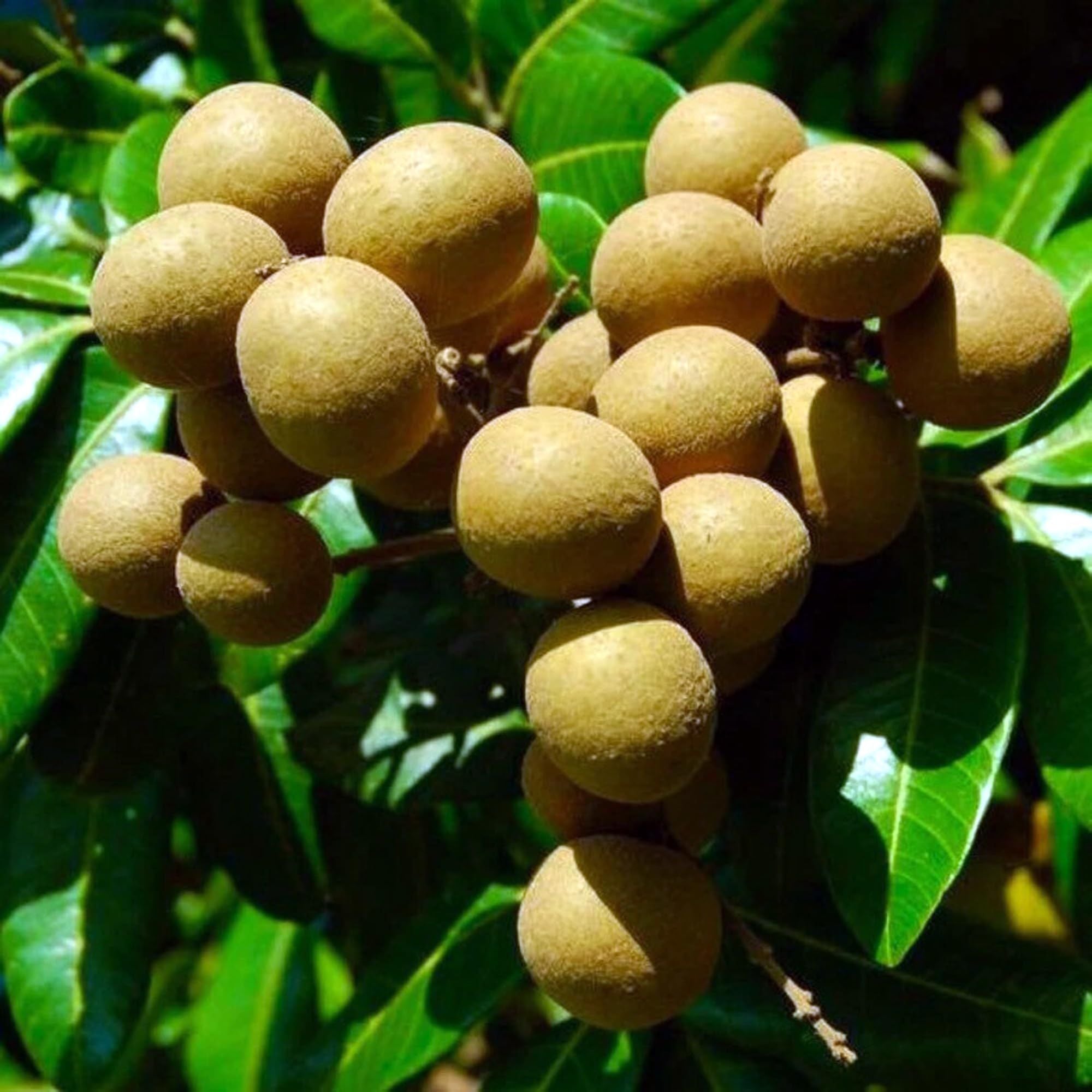 Kohala Hawaii Dragon Eye Longan Grafted Fruit Plant (1-2 Feet Height)