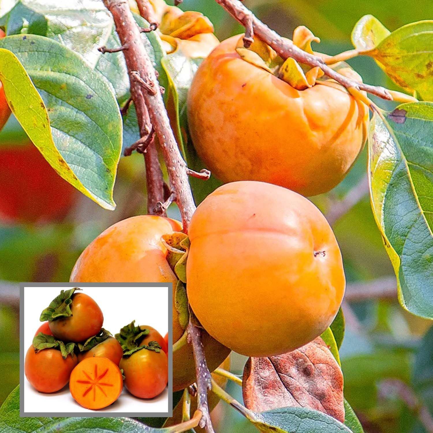 Eureka Persimmon Grafted Fruit Plant (2-3 Feet Height)