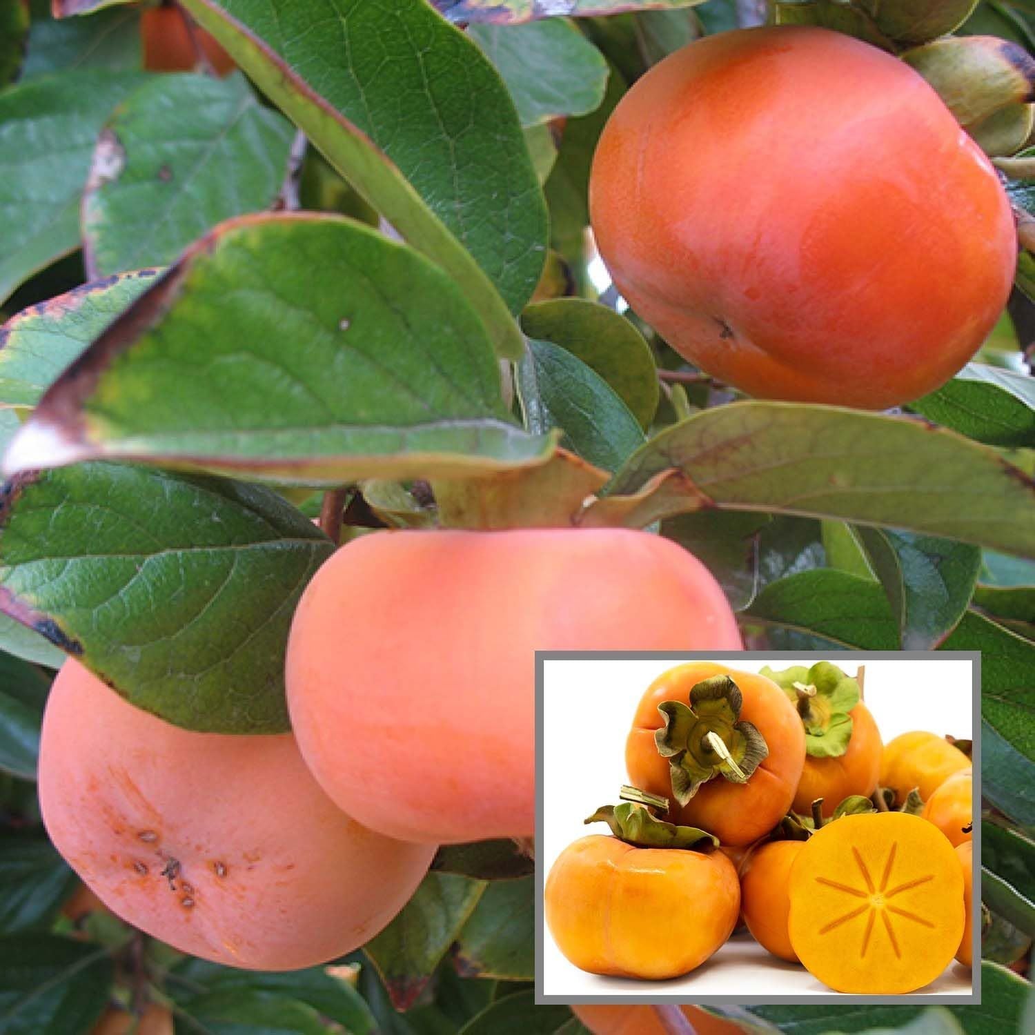 Fuyu Persimmon Grafted Fruit Plant (2-3 Feet Height)