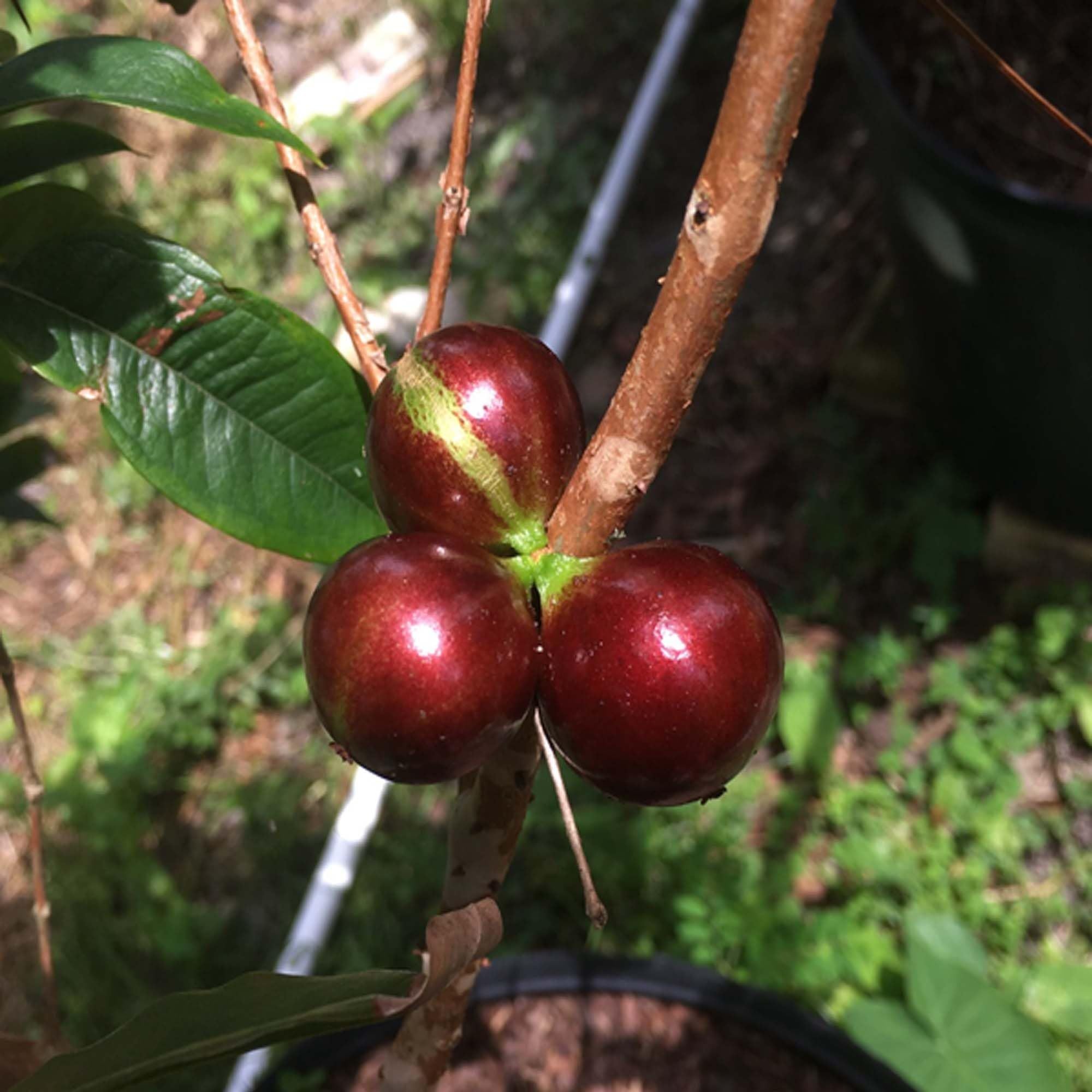 Escarlate Jabuticaba Fruit Plant (1.5-3 Feet Height)