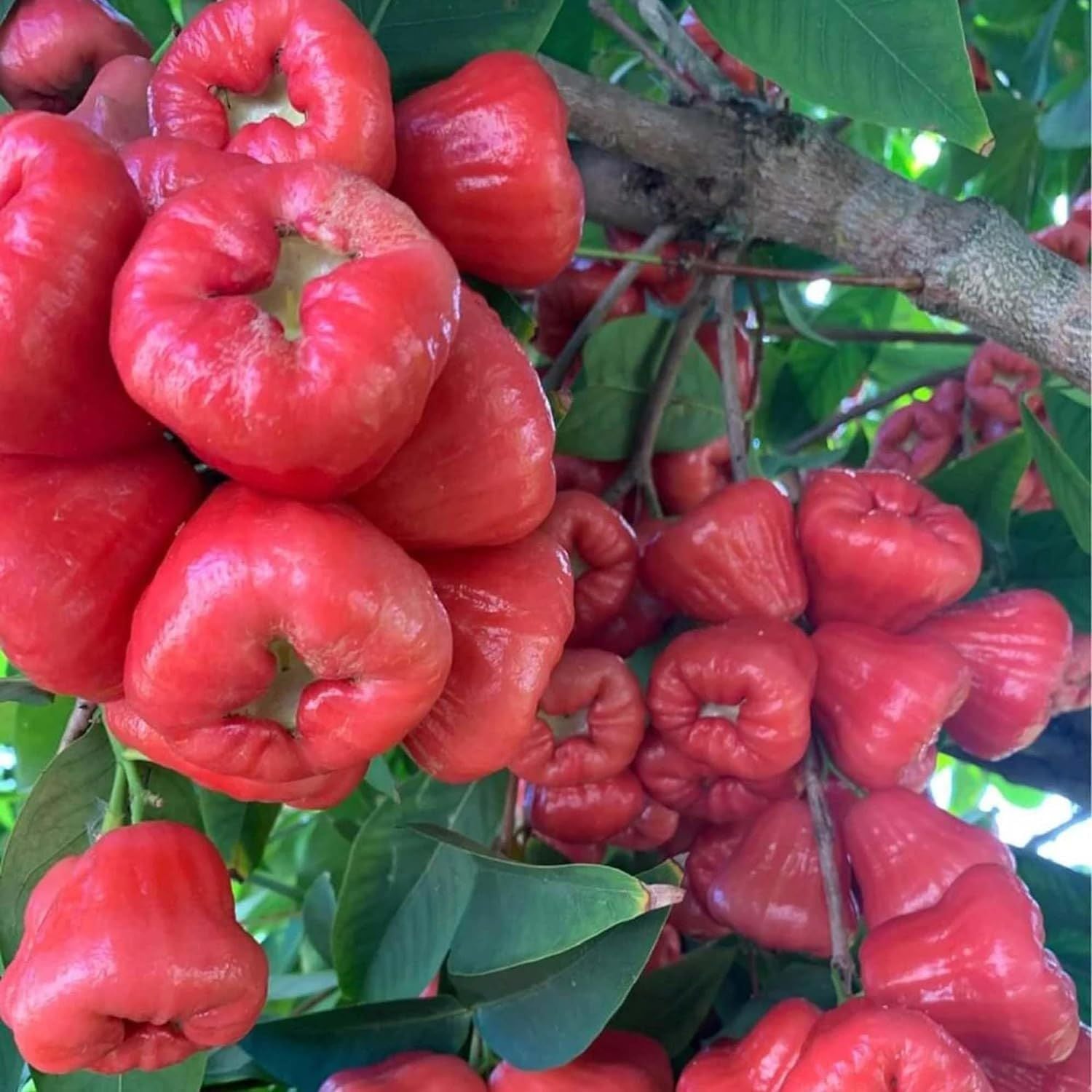 Red Wax Apple Water Apple Java Apple Jamrul Chamba Layering/Grafted Fruit Plant (1.5-3 Feet Height)