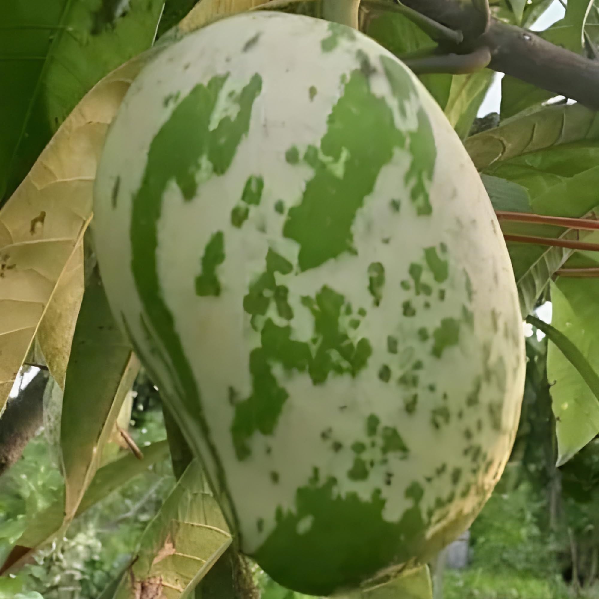 Variegated Mango Aam Grafted Fruit Plant (1.5-3 Feet Height)
