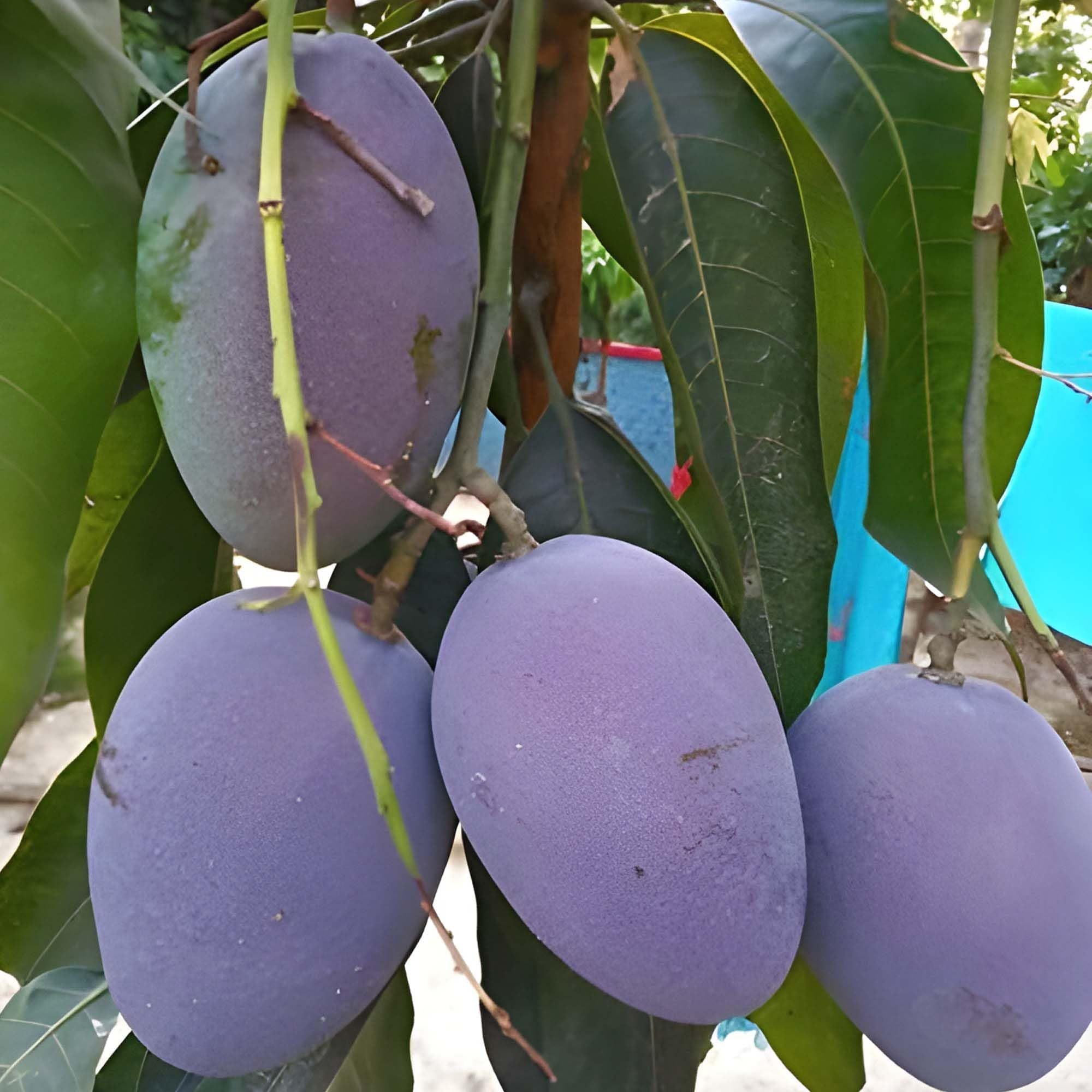 Blue Mango Aam Grafted Fruit Plant (1.5-3 Feet Height)