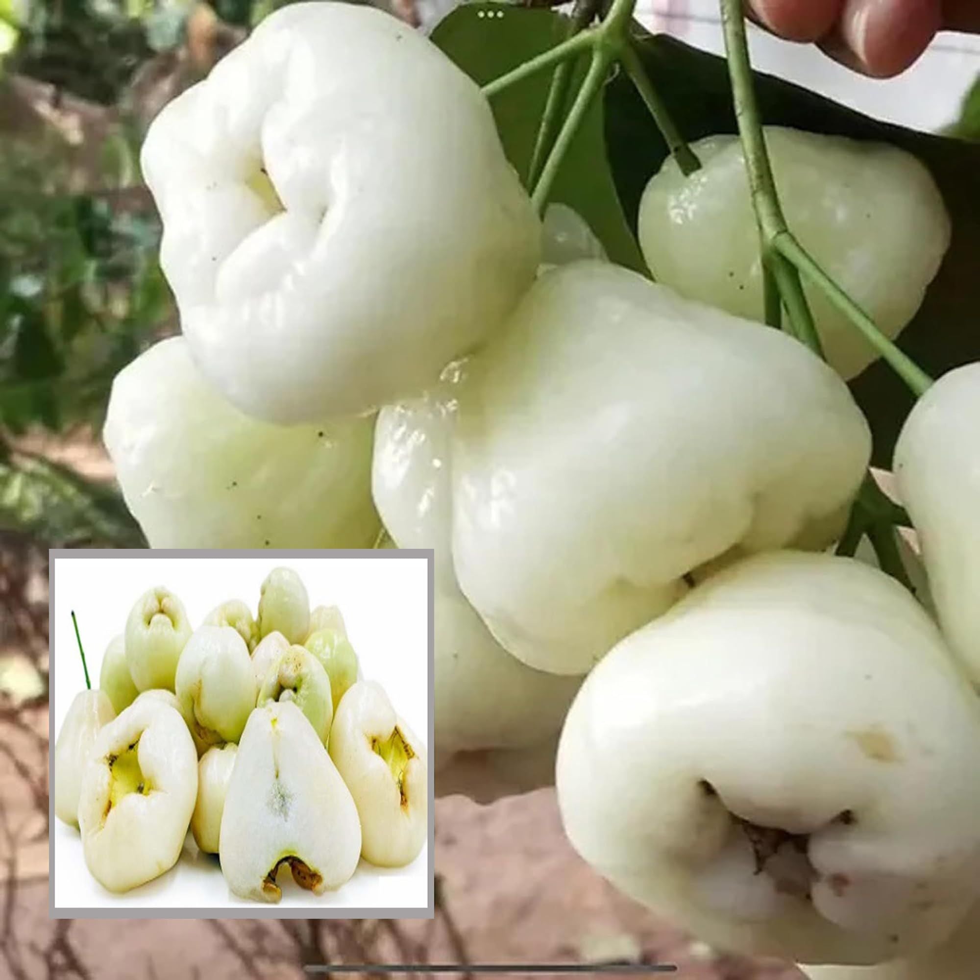 White Wax Apple Water Apple Java Apple Jamrul Chamba Layering/Grafted Fruit Plant (1.5-3 Feet Height)