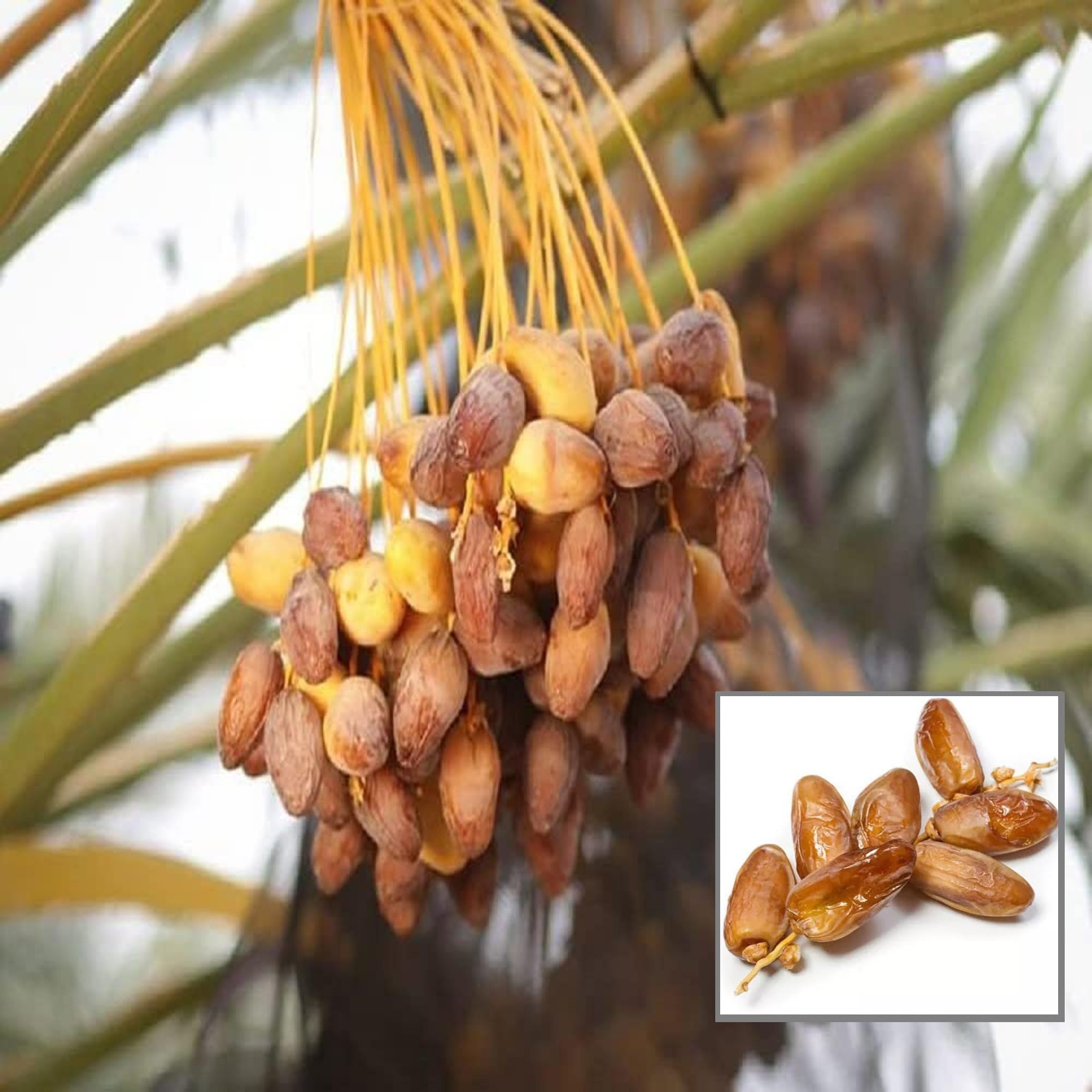 Amber Dates Palm Arabian Khurma Khajoor Dwarf Fruit Plant (1.5-3 Feet Height)