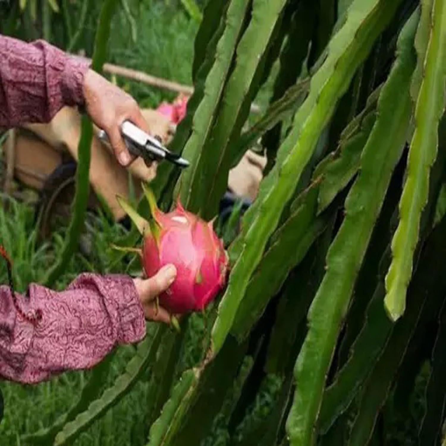 Red Siam Dragon Fruit Cutting/Grafted Fruit Plant (1-2 Feet Height)