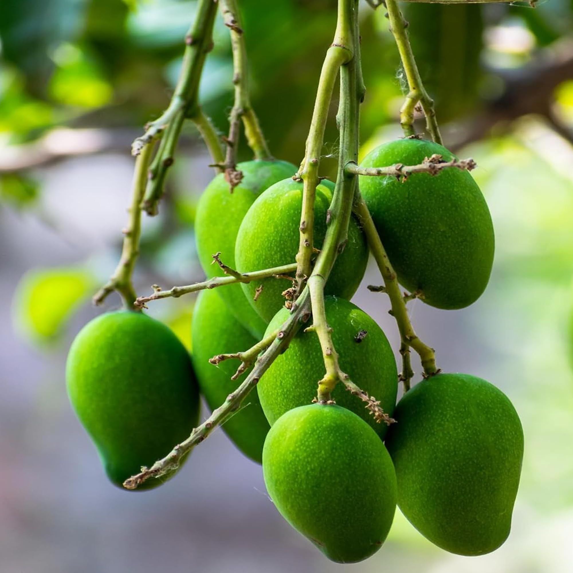 Kalapadi Mango Aam Grafted Fruit Plant (1.5-3 Feet Height)