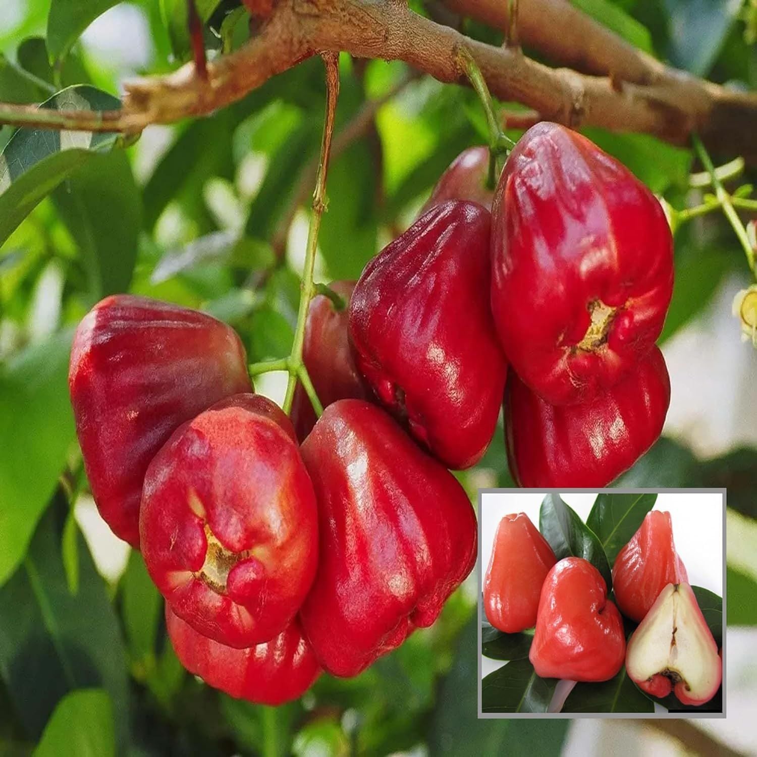 Red Wax Apple Water Apple Java Apple Jamrul Chamba Layering/Grafted Fruit Plant (1.5-3 Feet Height)