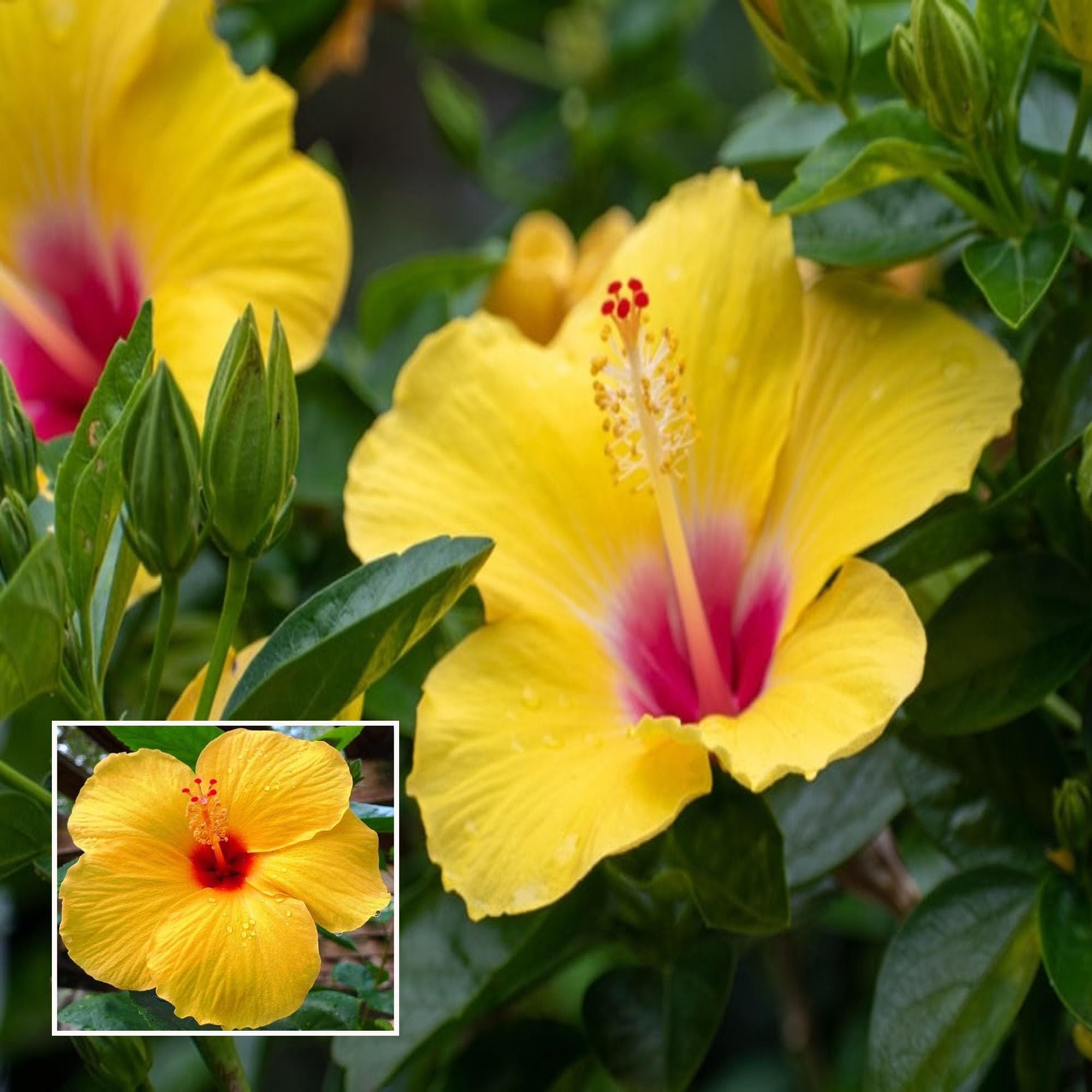 Yellow Colour Hybrid Hibiscus Joba Gudhal Flower Plant (1-2 Feet Height)