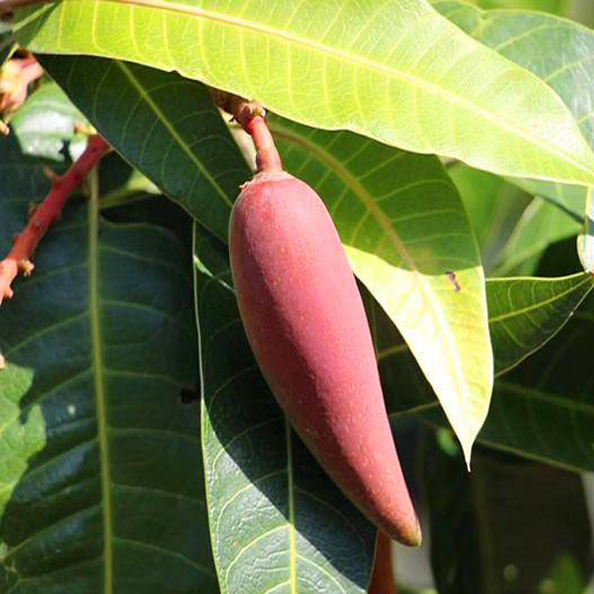 Chili Lajiao Mango Aam Grafted Fruit Plant (1.5-3 Feet Height)