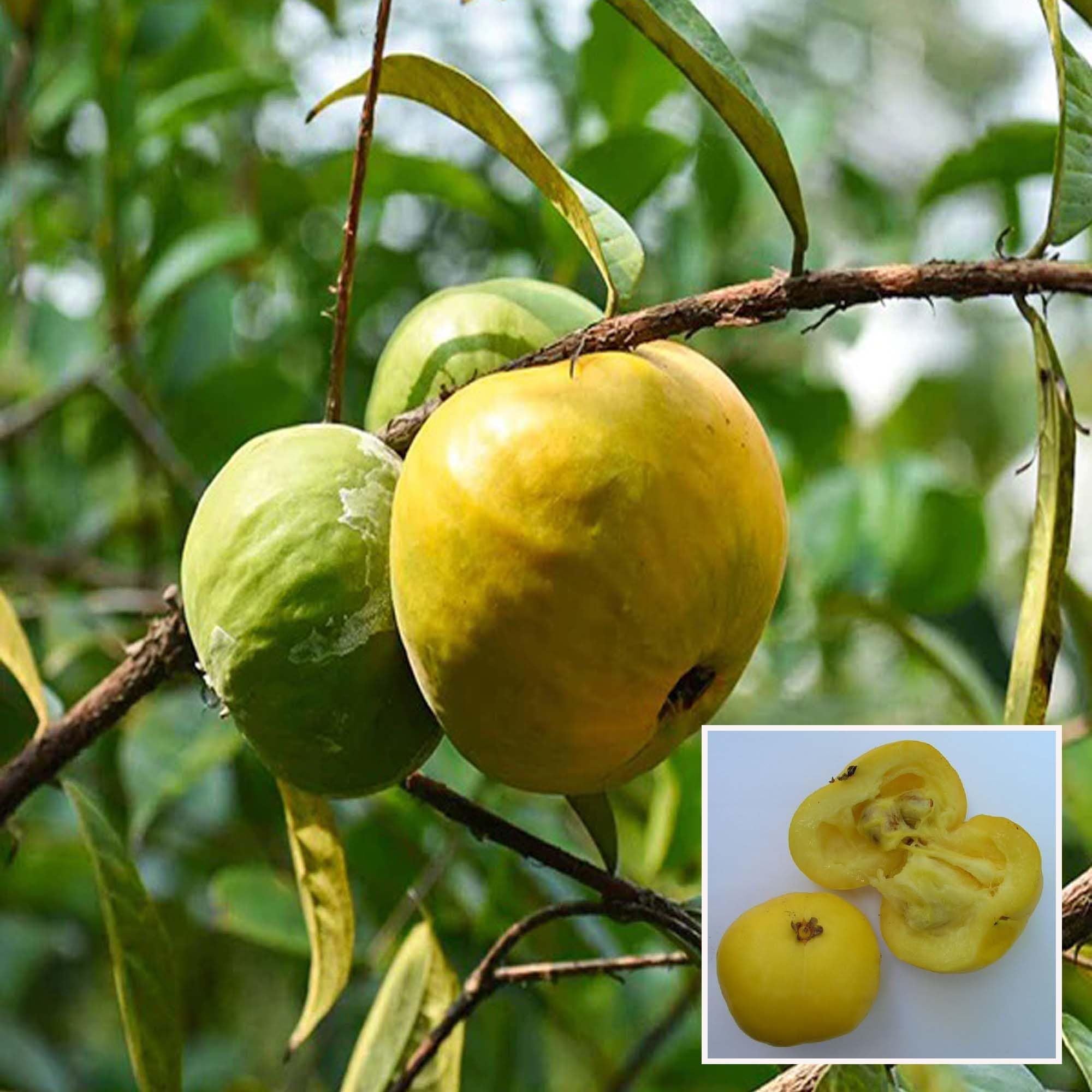 Araza Boi Fruit Plant (1.5-3 Feet Height)