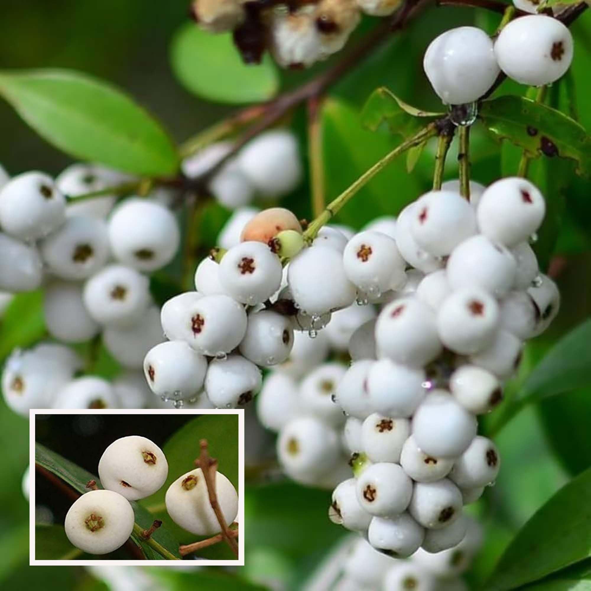 Cat Eye Fruit Plant (1.5-3 Feet Height)