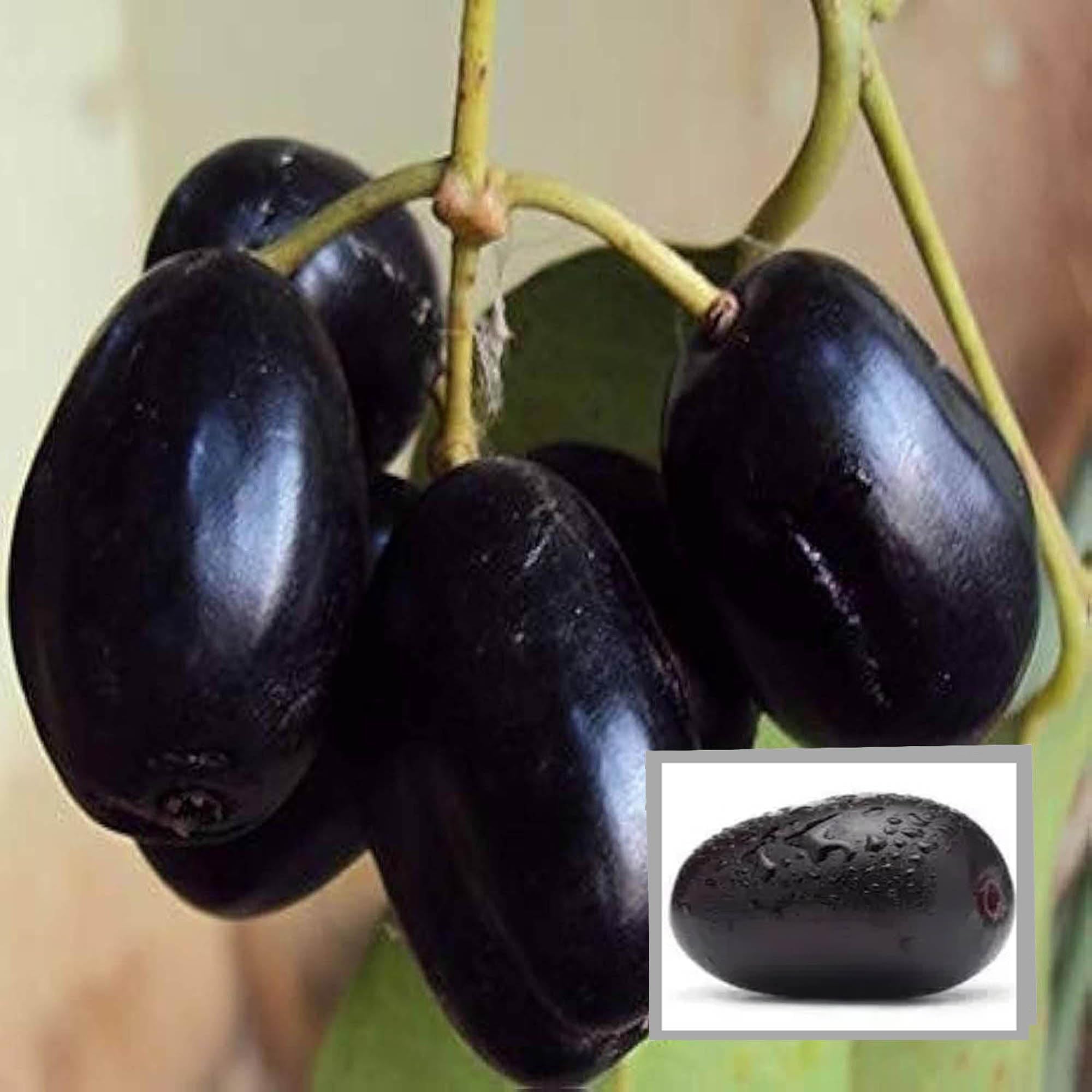 Thai KG 10 Black Jamun Jambolan Jam Grafted Fruit Plant (1.5-3 Feet Height)