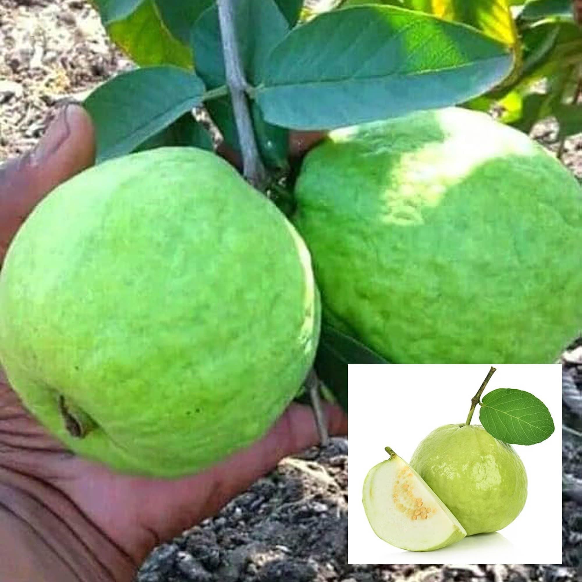 Sardar Lucknow-49 L-49 Guava Amrood Layering/Grafted Fruit Plant (1.5-3 Feet Height)