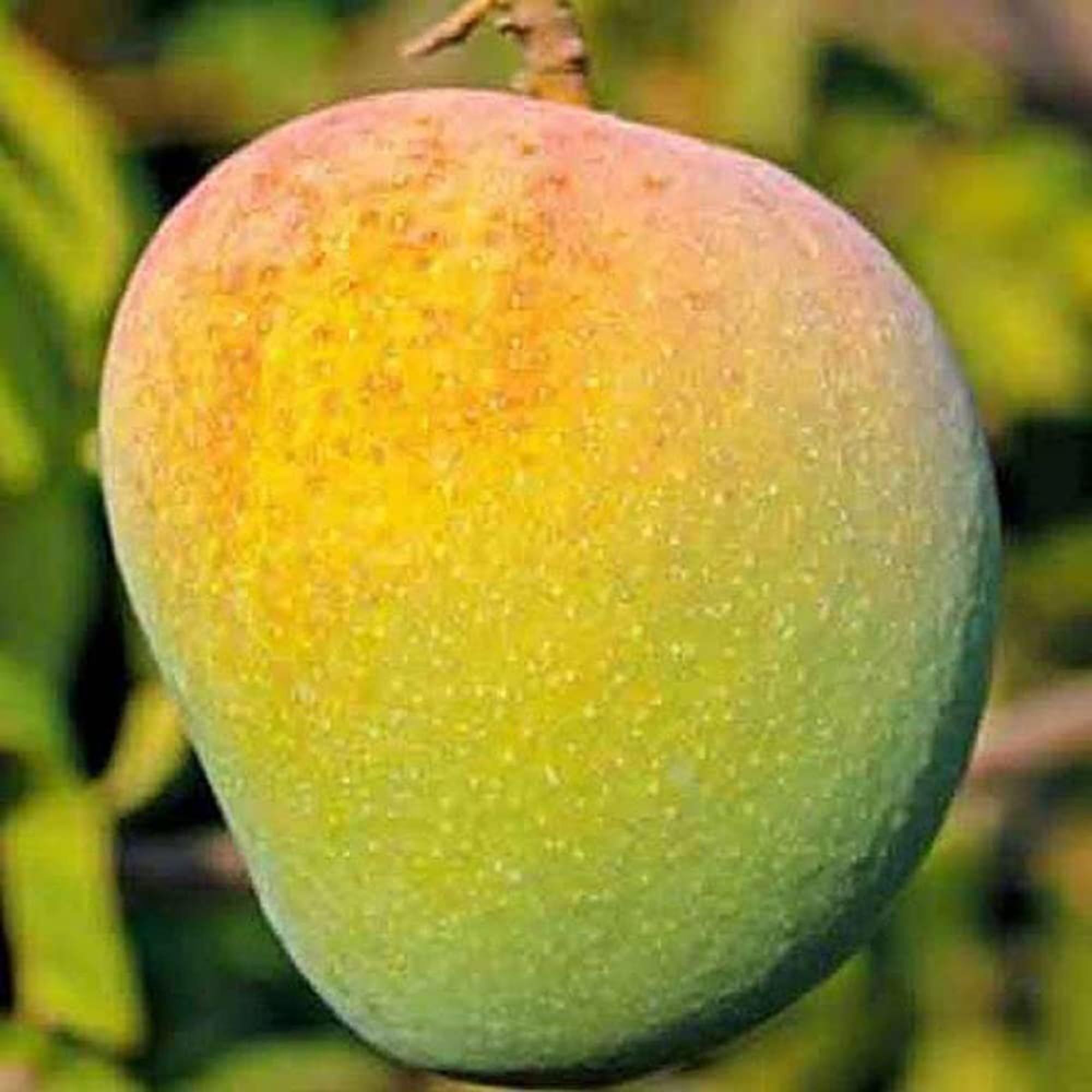 Badami Badam Mango Aam Grafted Fruit Plant (1.5-3 Feet Height)