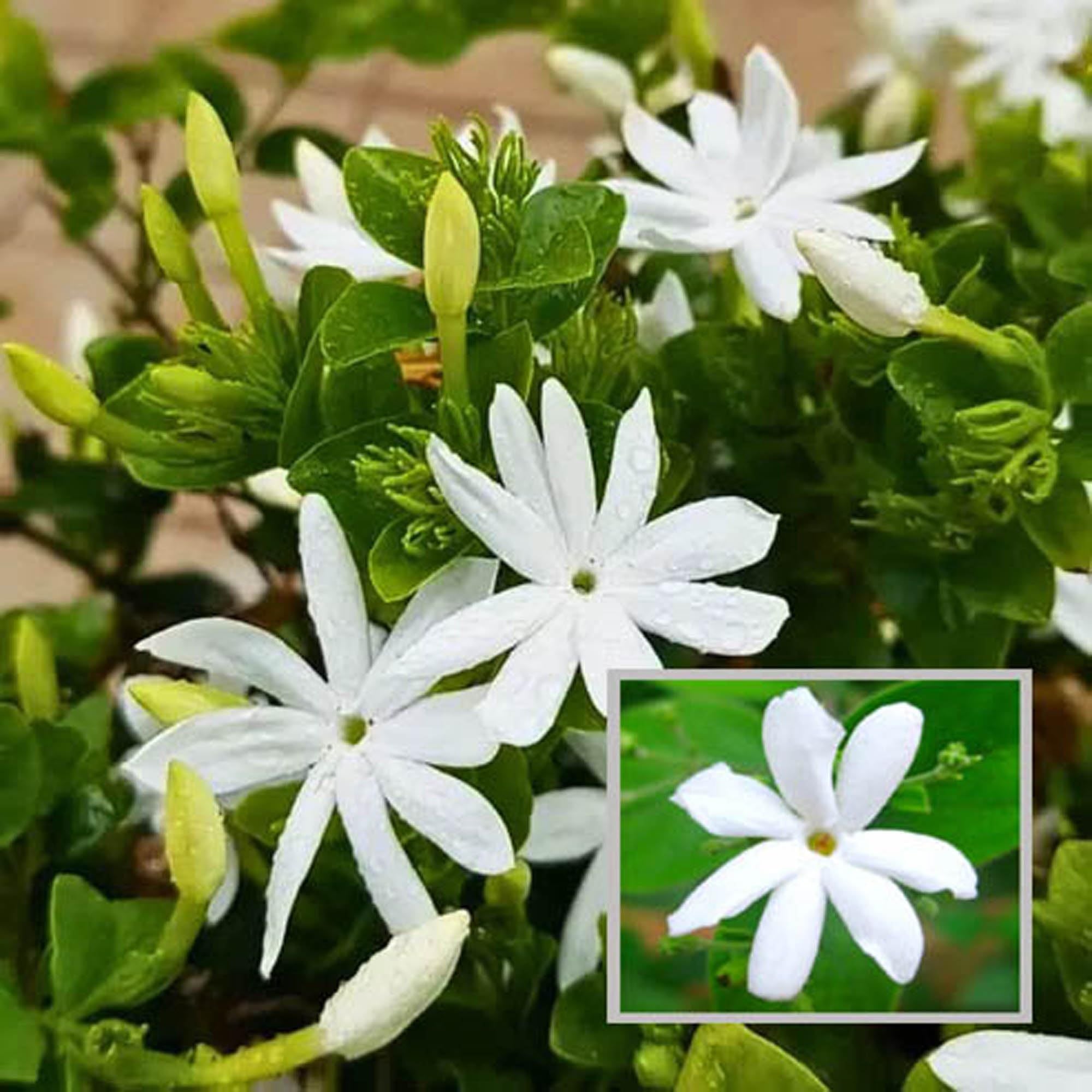 Juhi Jasminum auriculatum Fragrant Flower Plant (1-2 Feet Height)