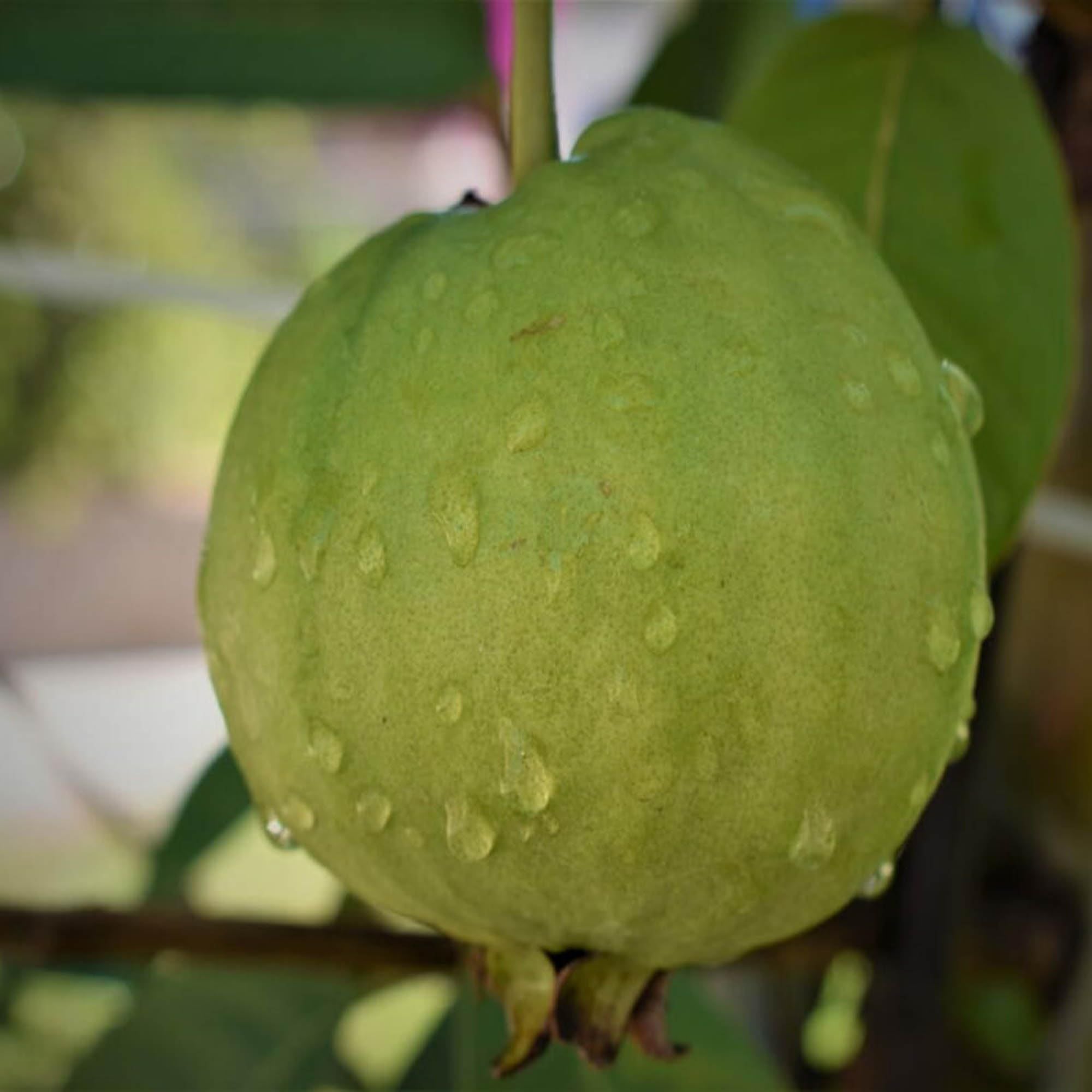 Sardar Lucknow-49 L-49 Guava Amrood Layering/Grafted Fruit Plant (1.5-3 Feet Height)