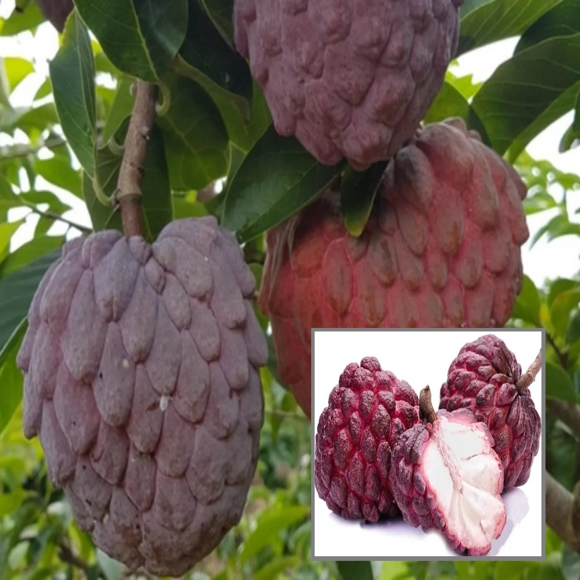 Red Custard Apple Sugar Apple Sitafal Ata Grafted Fruit Plant (1.5-3 Feet Height)