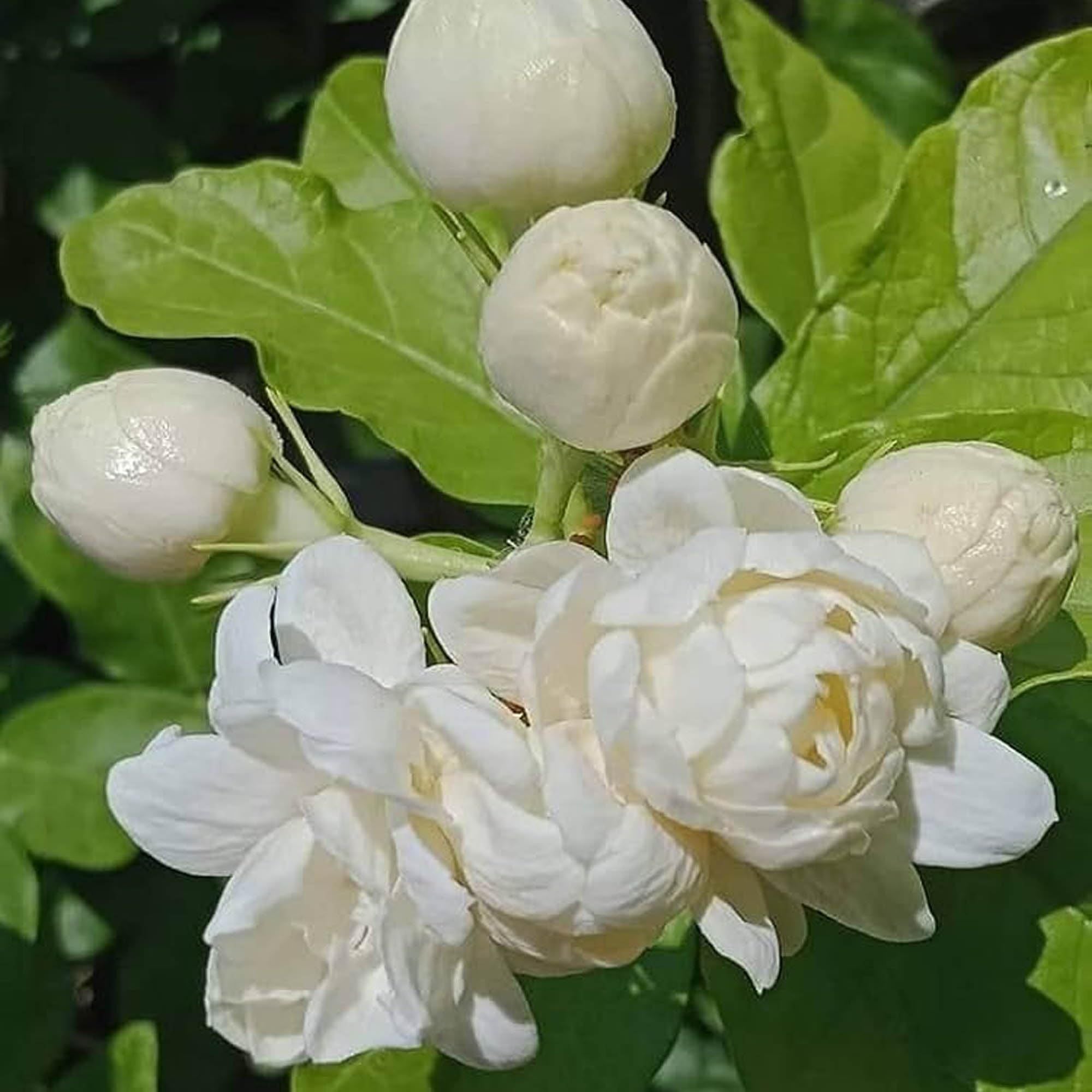 Bel Arabian jasmine Fragrant Flower Plant (1-2 Feet Height)