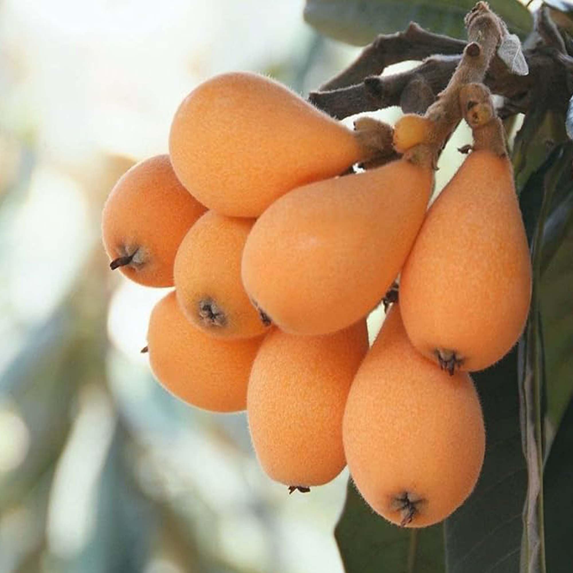Loquat Fruit Plant (1.5-3 Feet Height)
