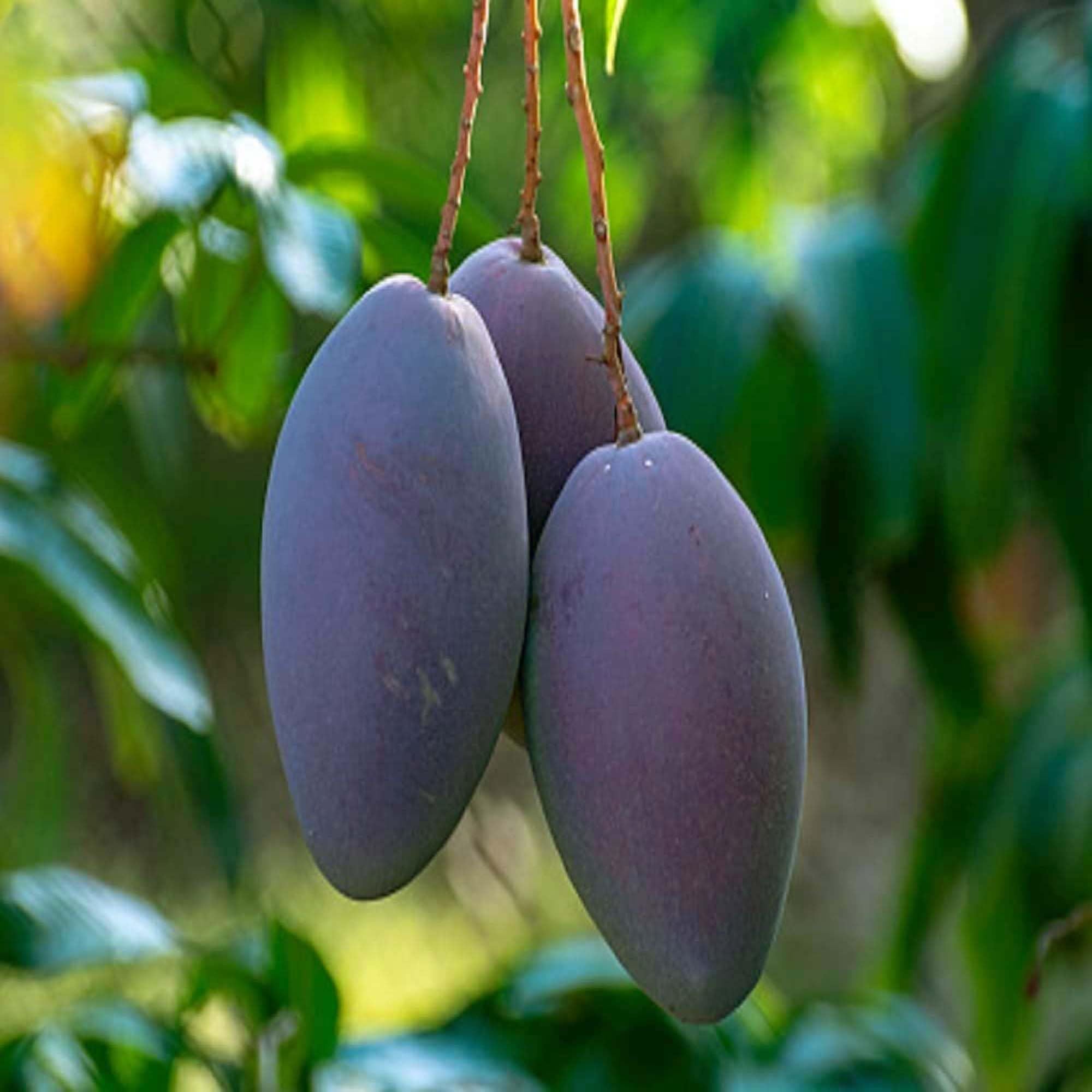 Nam Dok Mai Si Mueng Purple Mango Aam Grafted Fruit Plant (1.5-3 Feet Height)