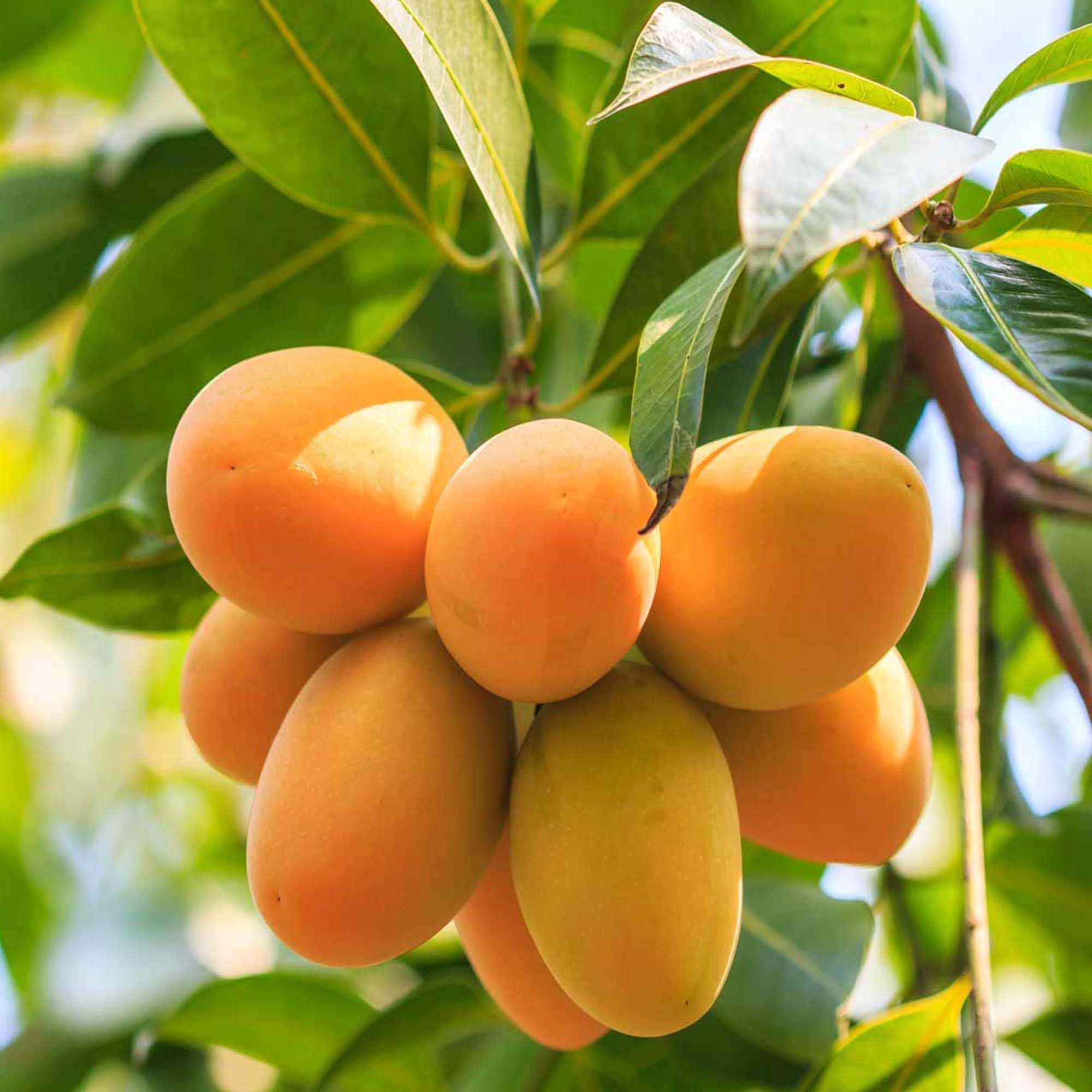 Chinna Rasam Rasalu Mango Aam Grafted Fruit Plant (1.5-3 Feet Height)