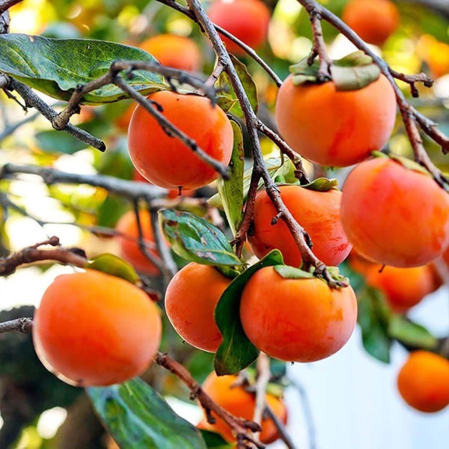 Eureka Persimmon Grafted Fruit Plant (2-3 Feet Height)