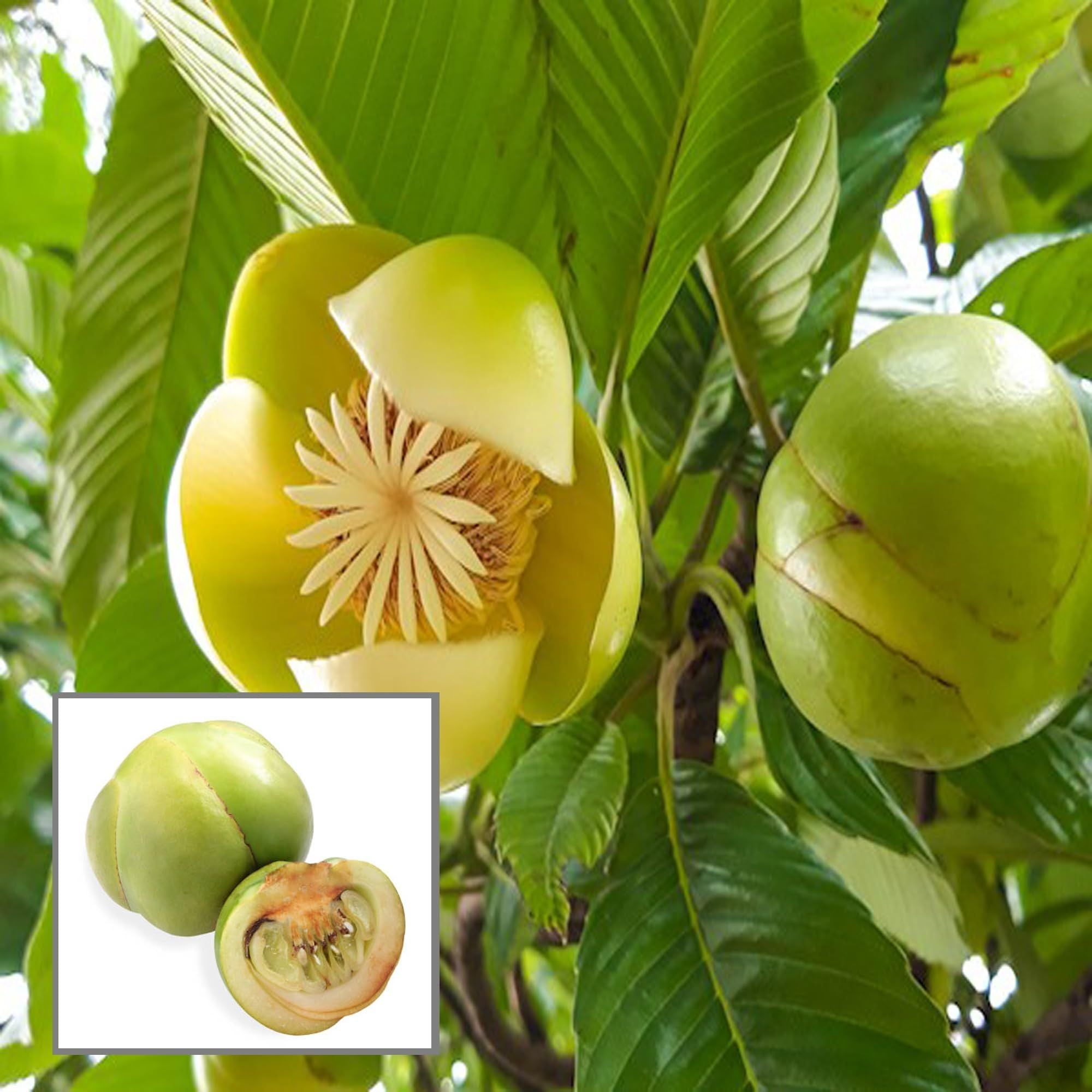 Elephant Apple Chalta Dillenia Indica Fruit Plant (1.5-3 Feet Height)