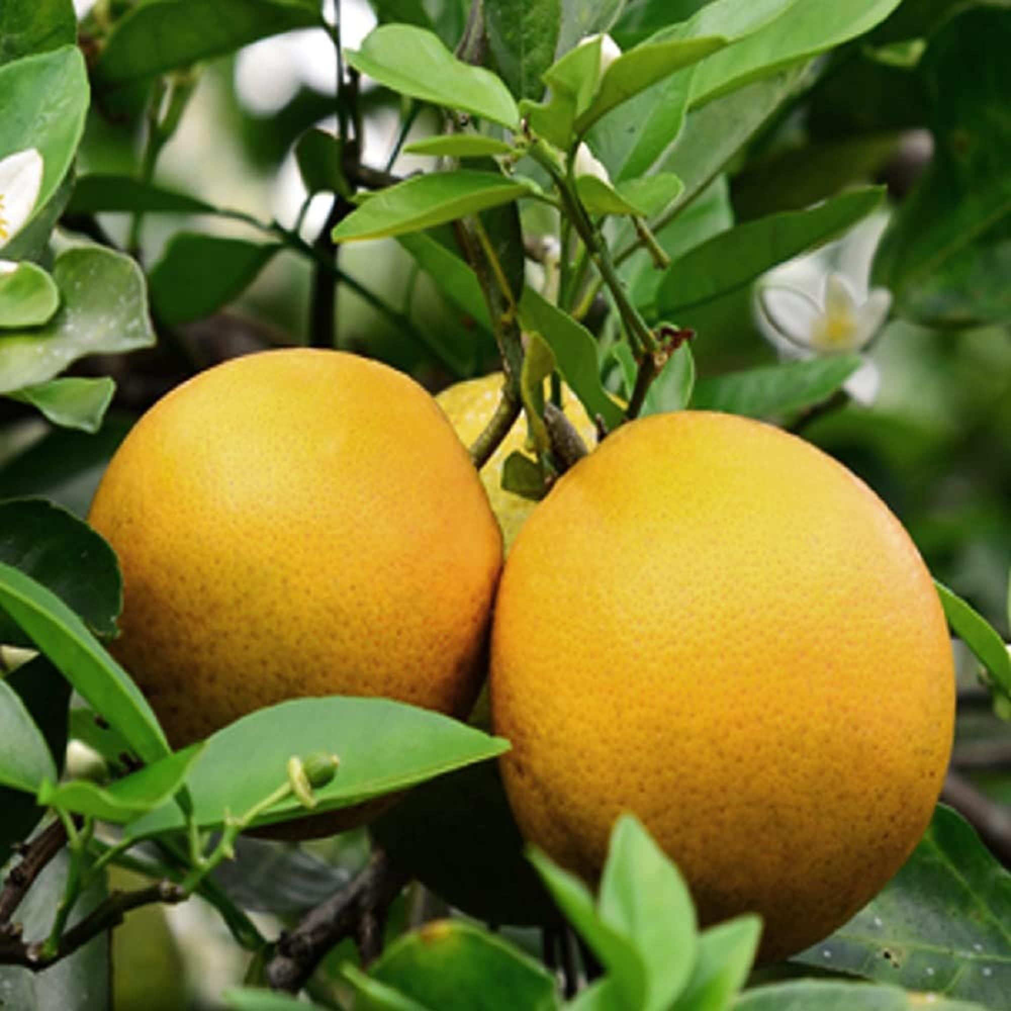 Vietnam All Time Malta Mosambi Grafted Fruit Plant (1.5-2 Feet Height)