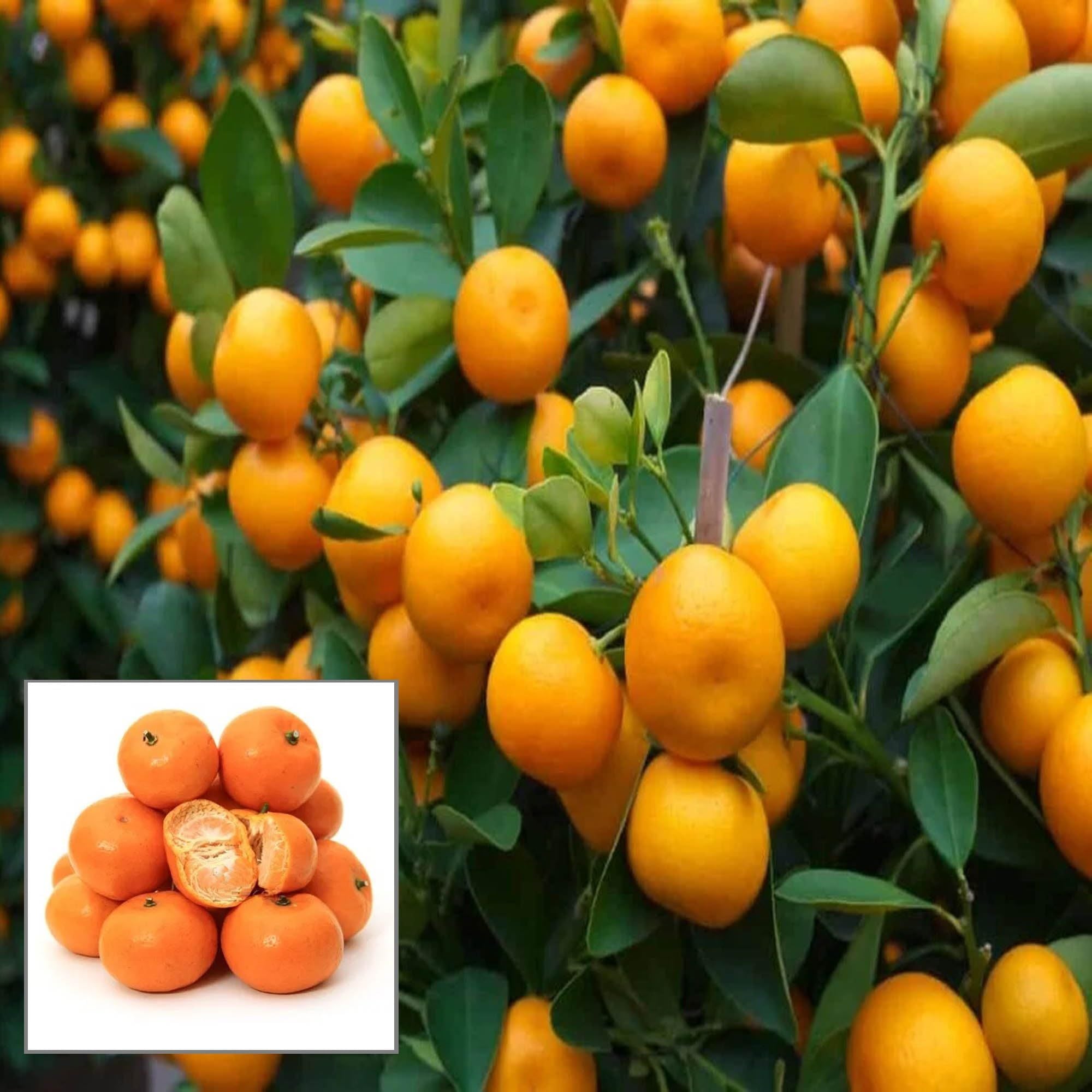 China Orange Santra Grafted Fruit Plant (1.5-2 Feet Height)