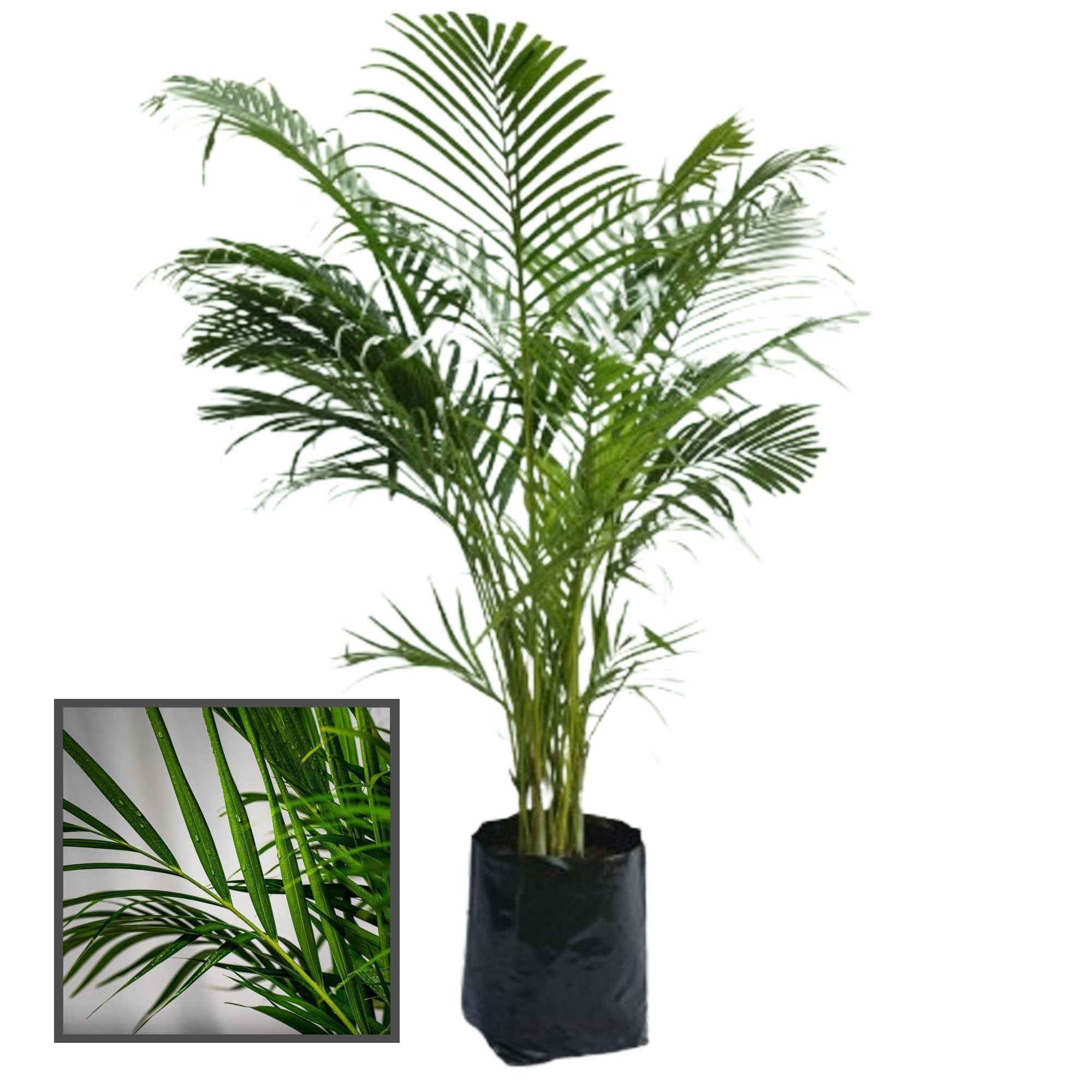 Areca Palm Air Purifier Ornamental Plant (1.5-3 Feet Height)