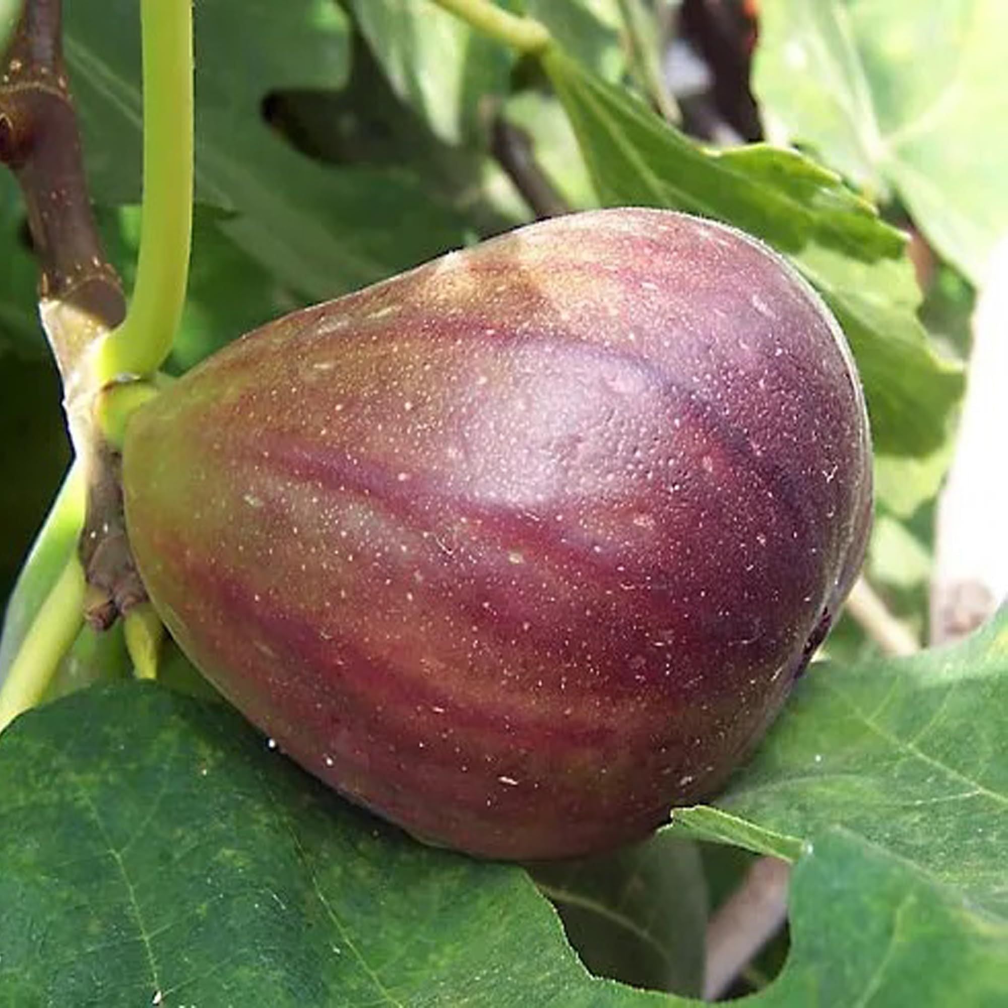 Big Leaf Fig Anjeer Layering/Grafted Fruit Plant (1-2 Feet Height)