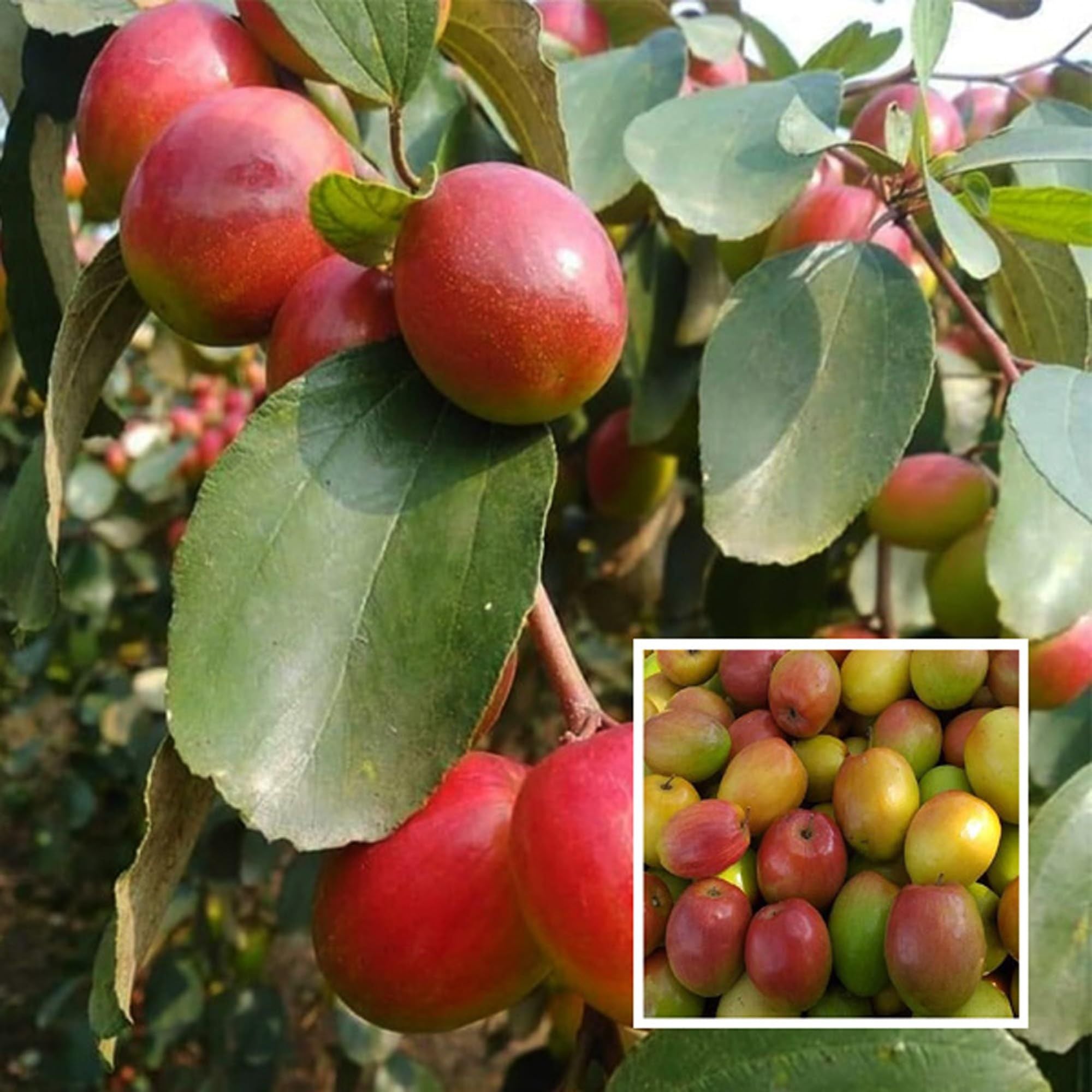 Red Sundari Apple Ber Jujube Kul Grafted Fruit Plant (1-2 Feet Height)