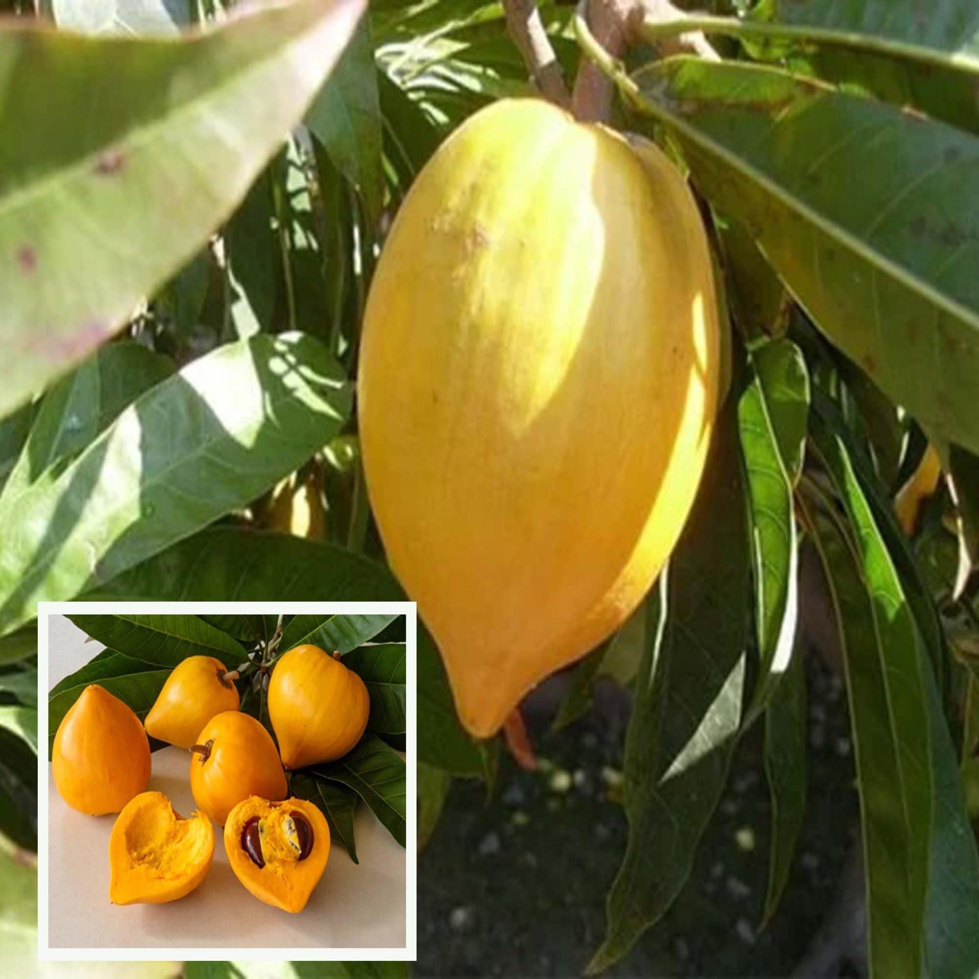Egg Fruit Plant Pouteria campechiana  (1.5-3 Feet Height)