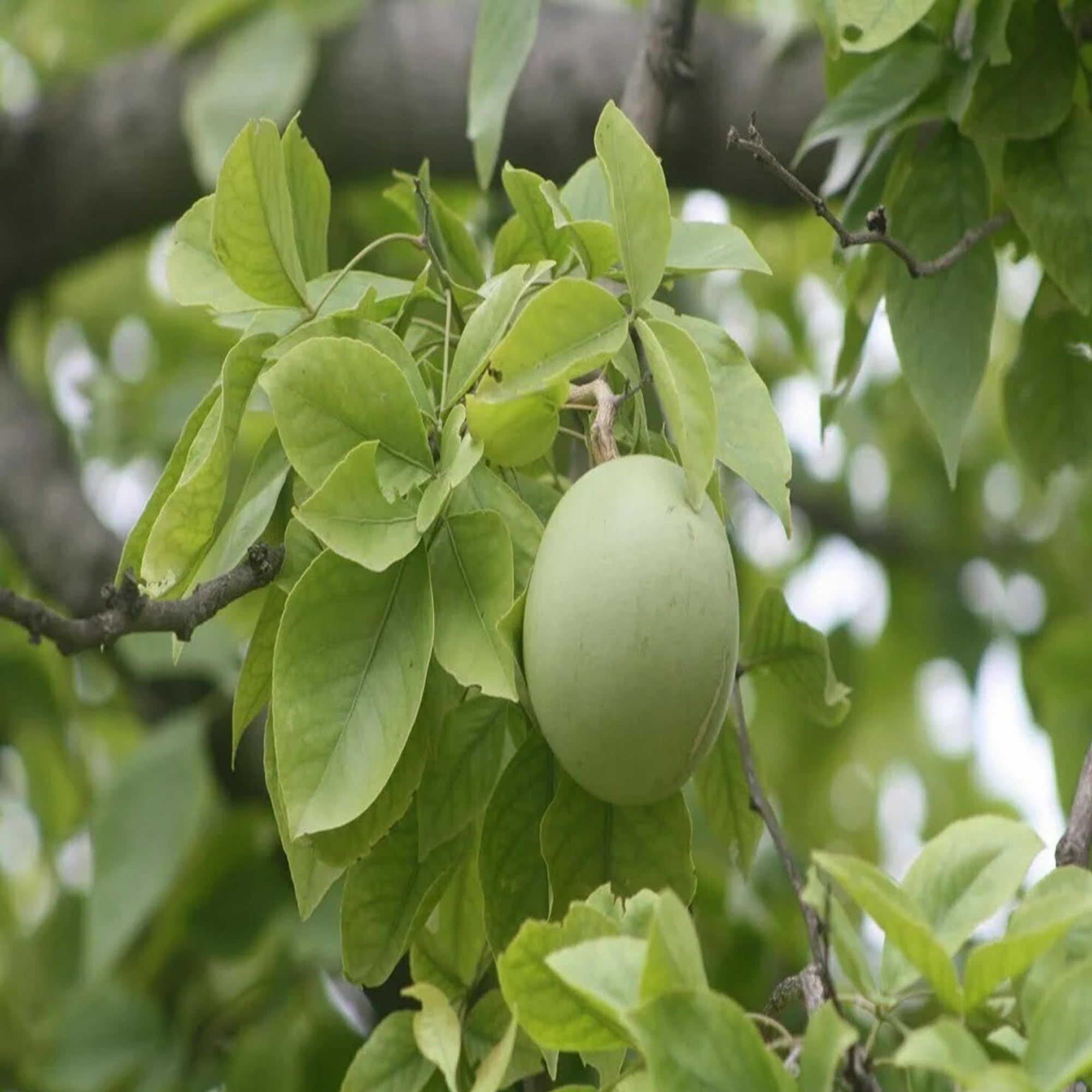 Seedling Bel Bael Bilva Fruit Plant (1.5-2 Feet Height)